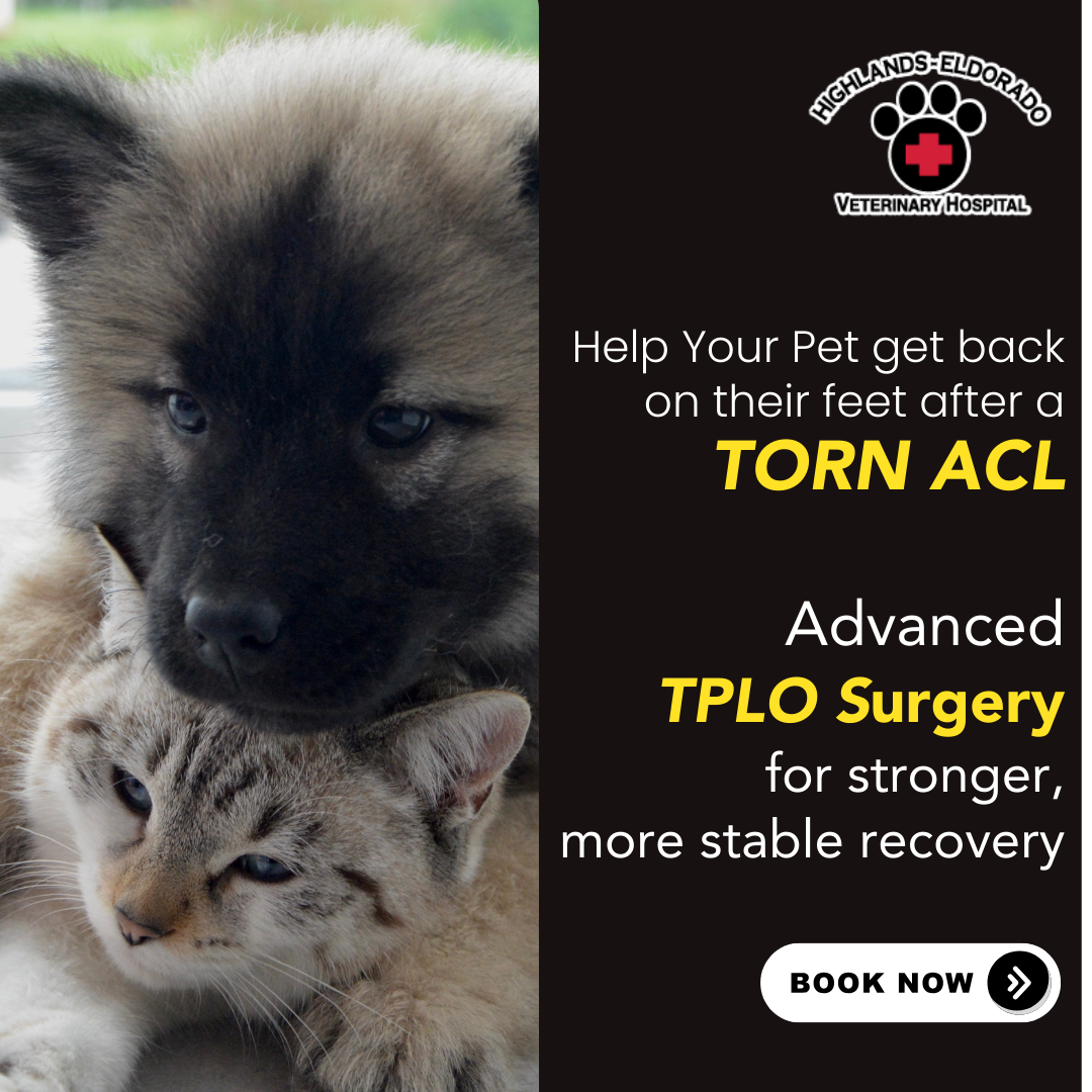 Highlands-Eldorado Veterinary Hospital Facebook ad: Your Pet’s First Exam: Free!