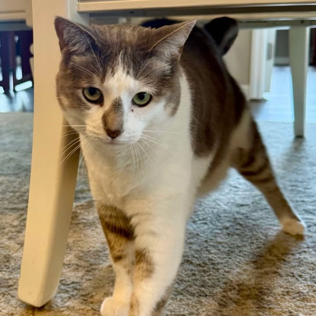 NHV Natural Pet Products Facebook ad: Natures Immuno For Cats