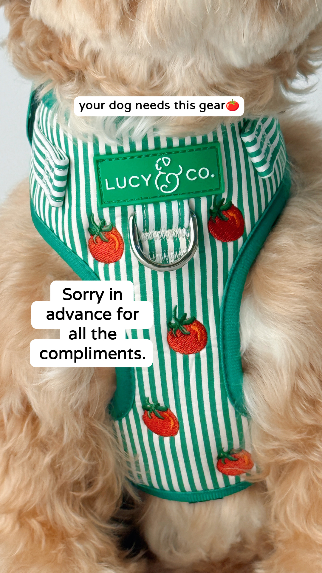 Lucy & Co. Facebook ad
