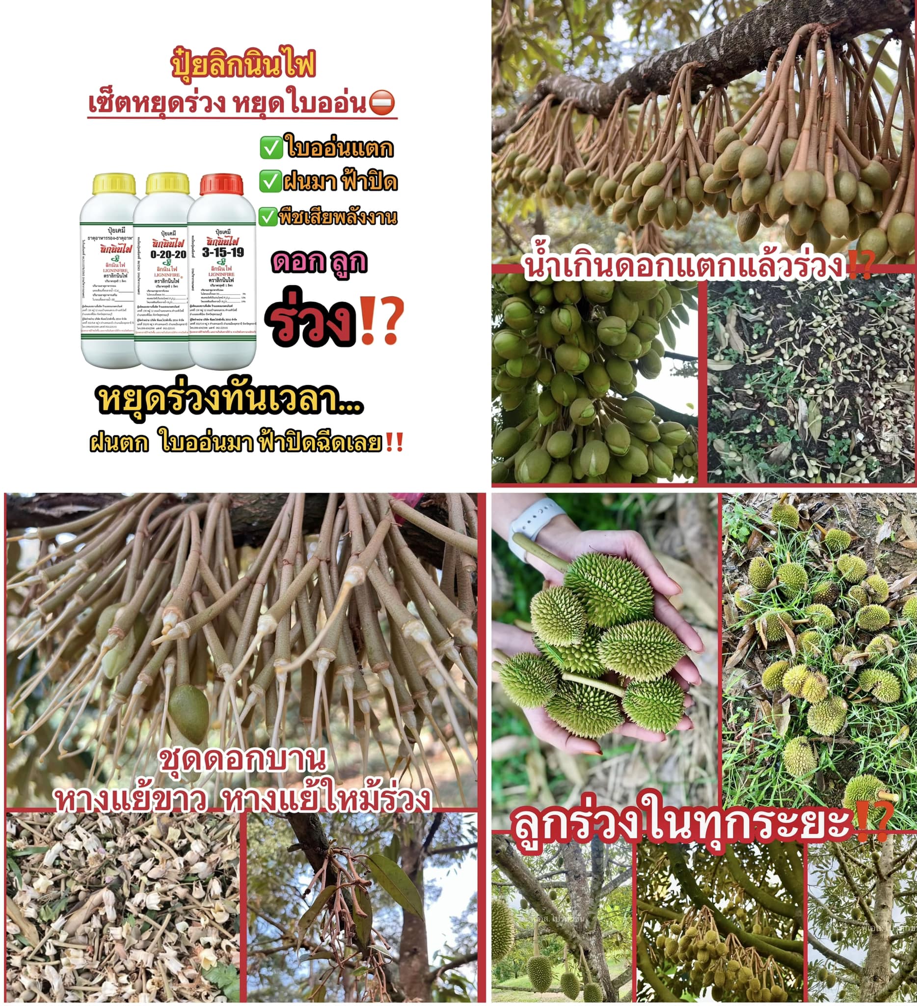 ปุ๋ยลิกนินไฟ สำนักงานใหญ่ Facebook ad: ยอดอ่อนแตกใบไหลอย่าไปกลัว
