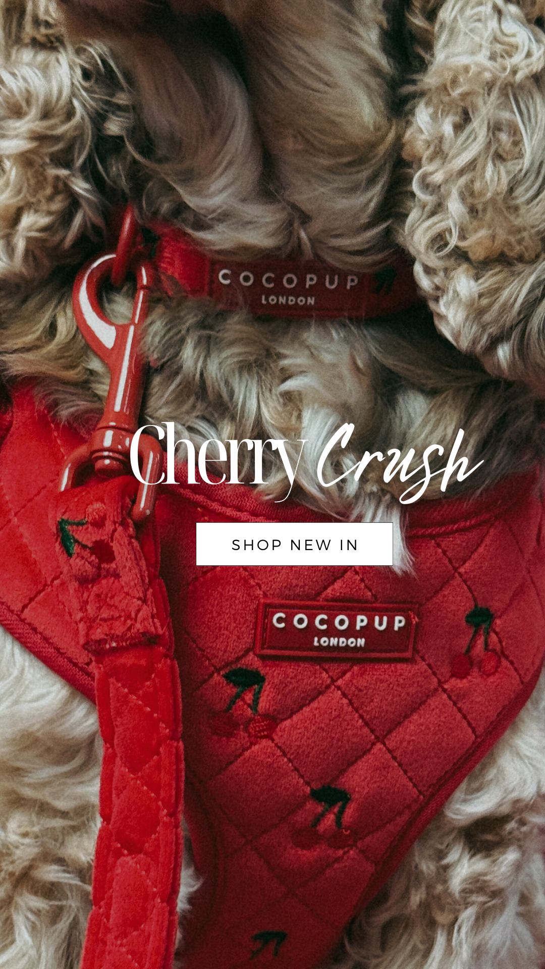 Cocopupuk Facebook ad