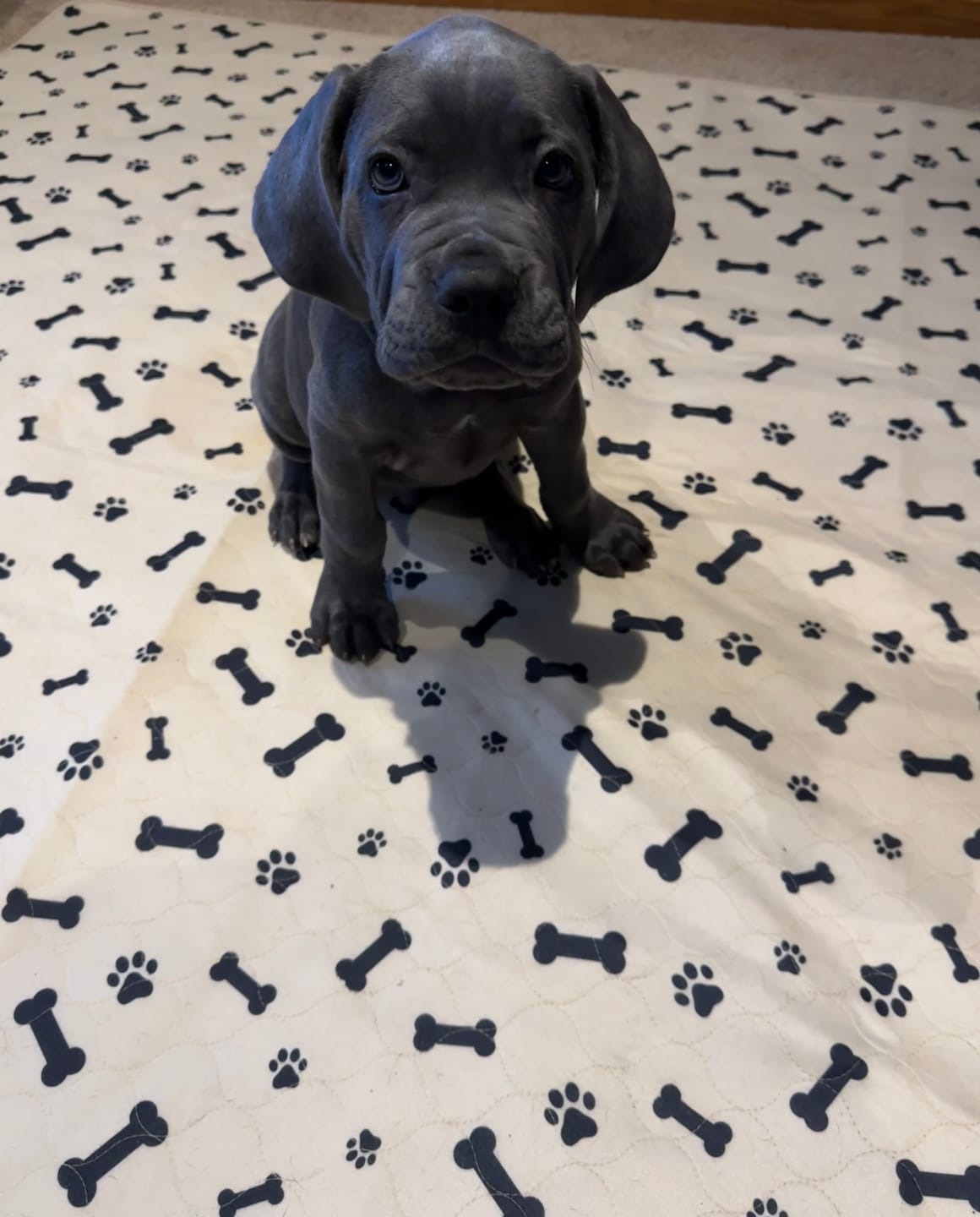 Potty Buddy Facebook ad