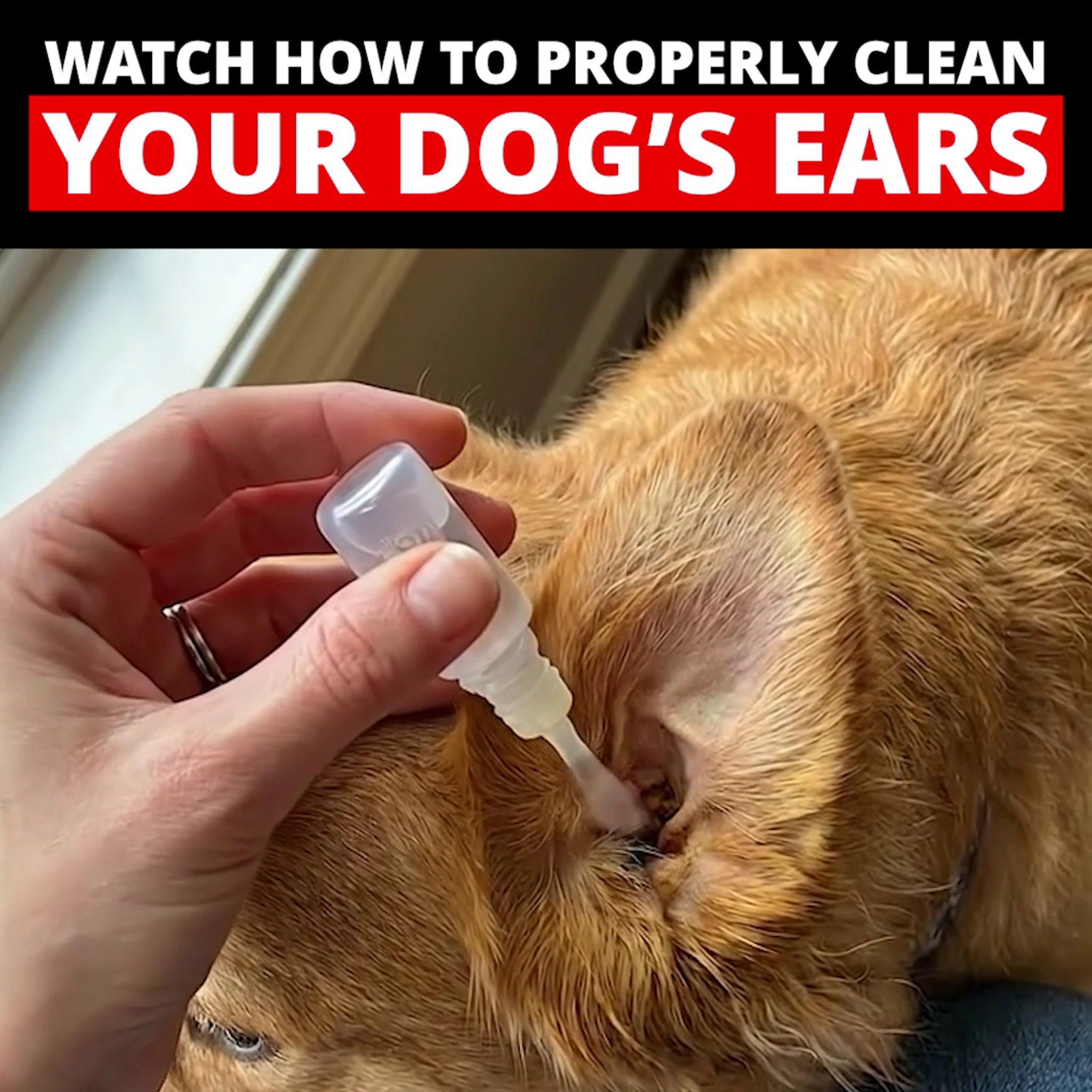 Pup Labs Facebook ad