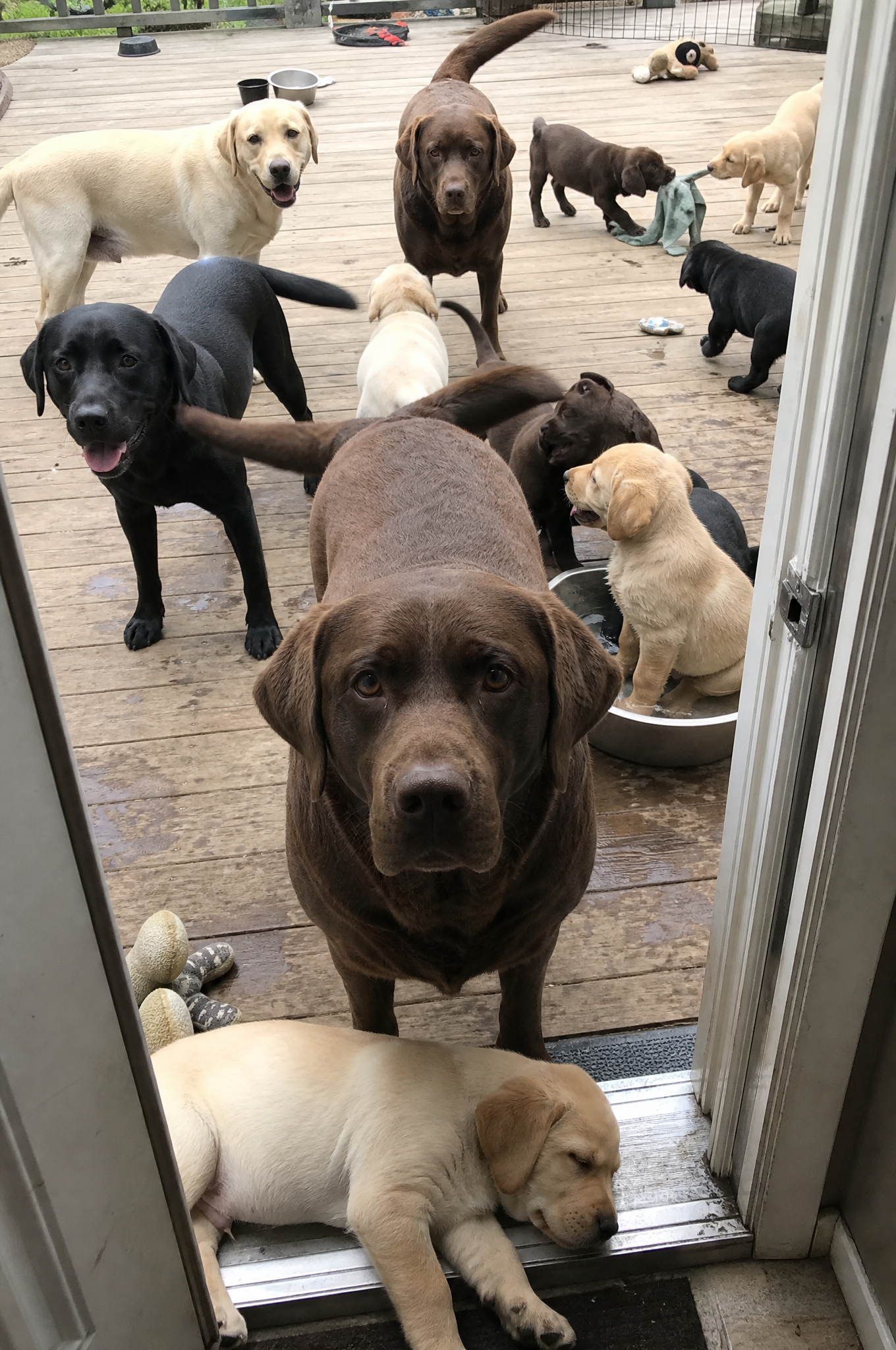 Dog Training Tips & Support Facebook ad