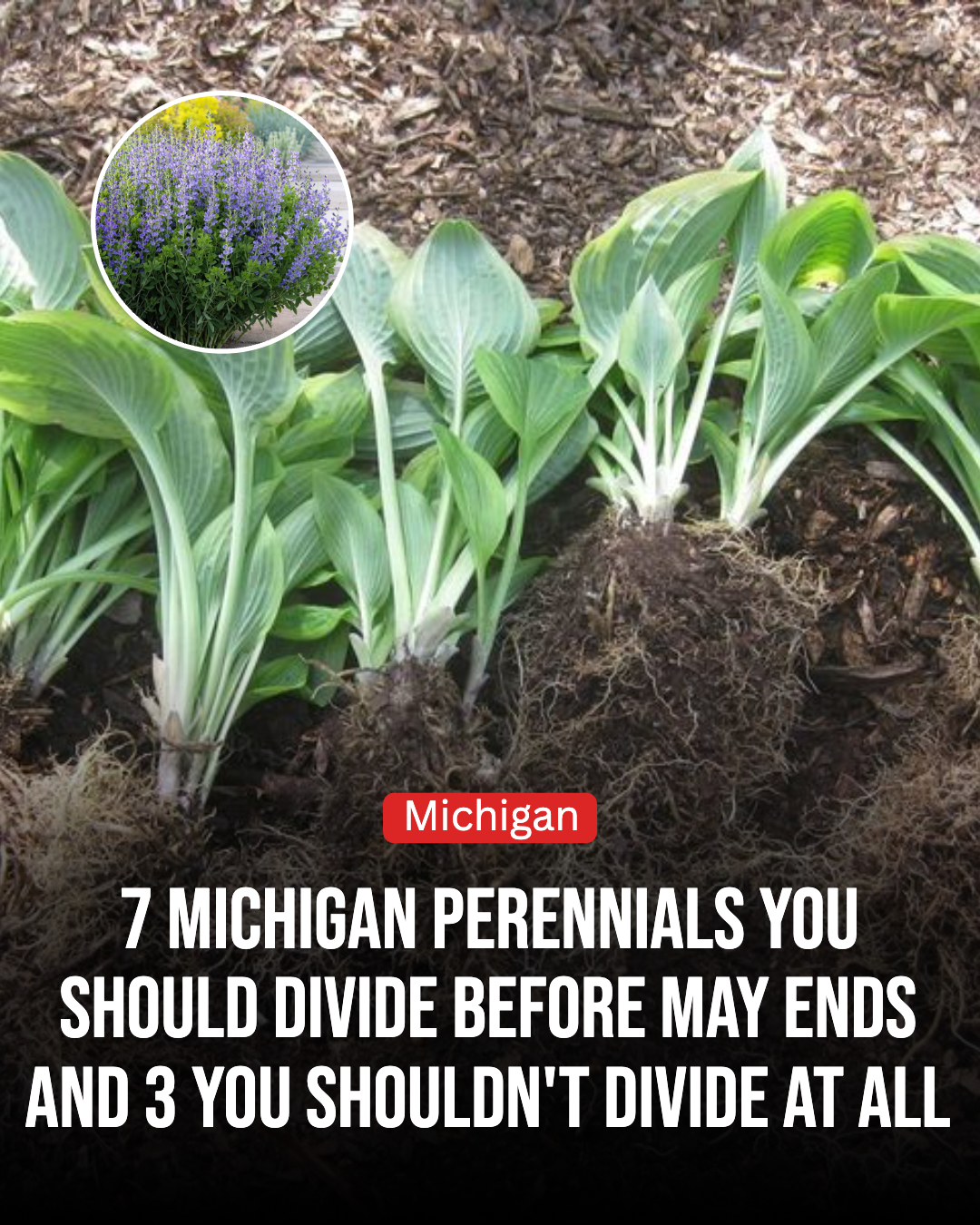Michigan Gardener Facebook ad: 7 Michigan Perennials You Should Divide Before May Ends…
