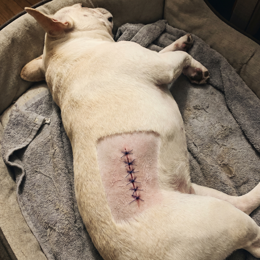 The French Bulldog Vet Facebook ad