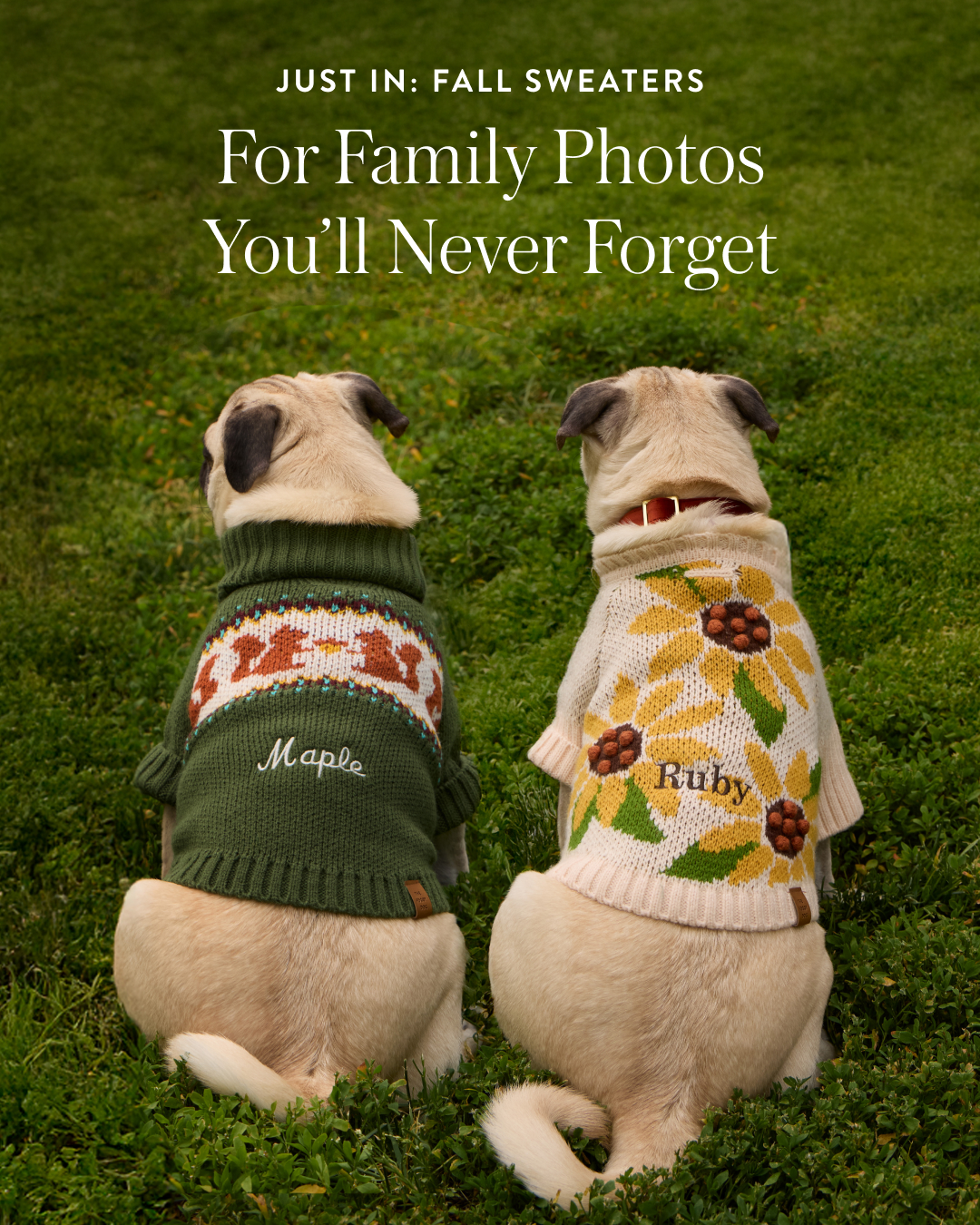The Foggy Dog Facebook ad