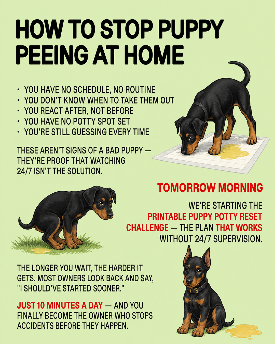Ben Your Puppy Trainer Facebook ad