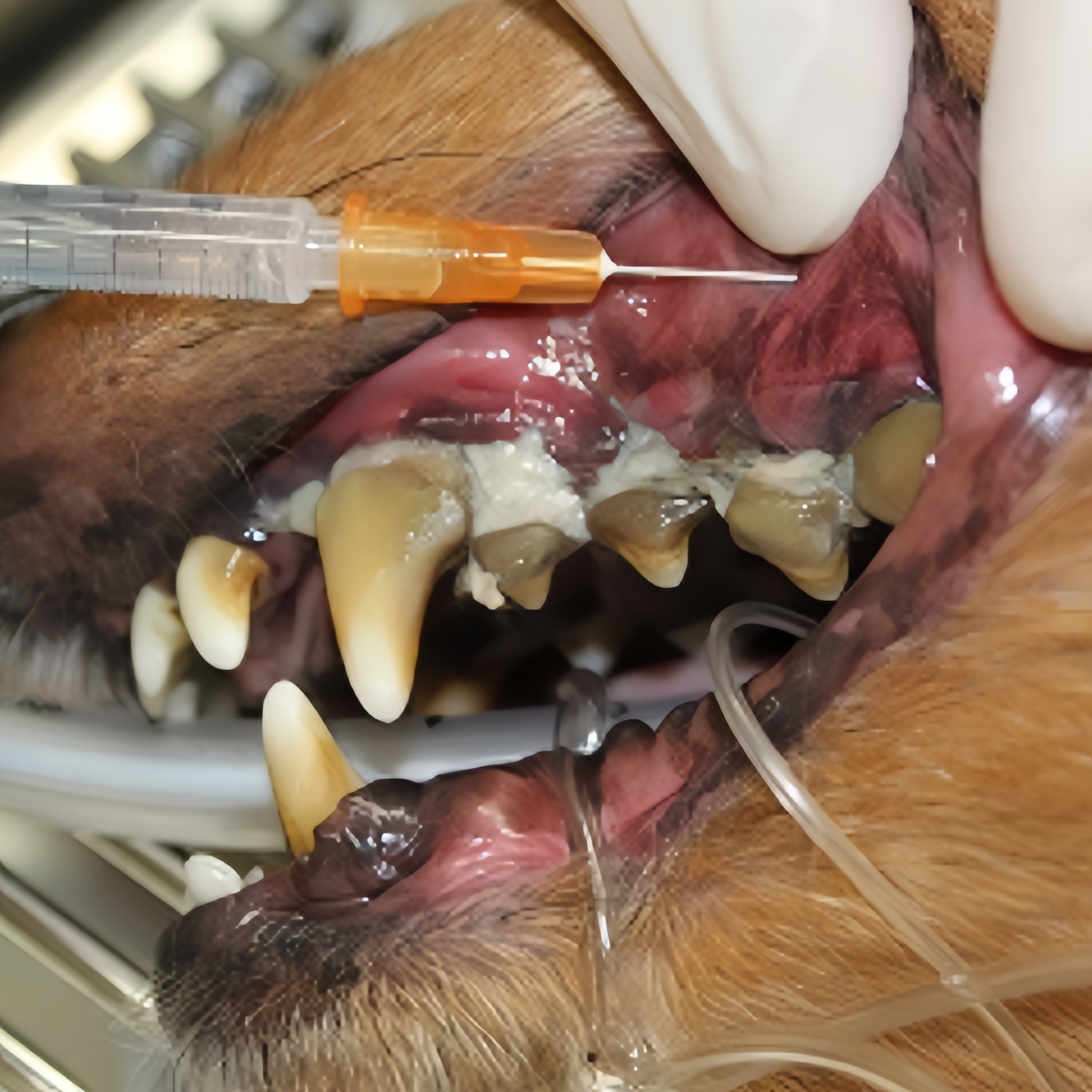 Le Journal Canin Facebook ad: Lisez ça si votre chien a du tartre