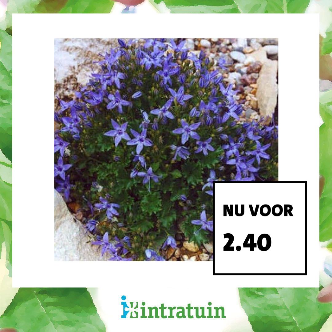 Intratuin Facebook ad