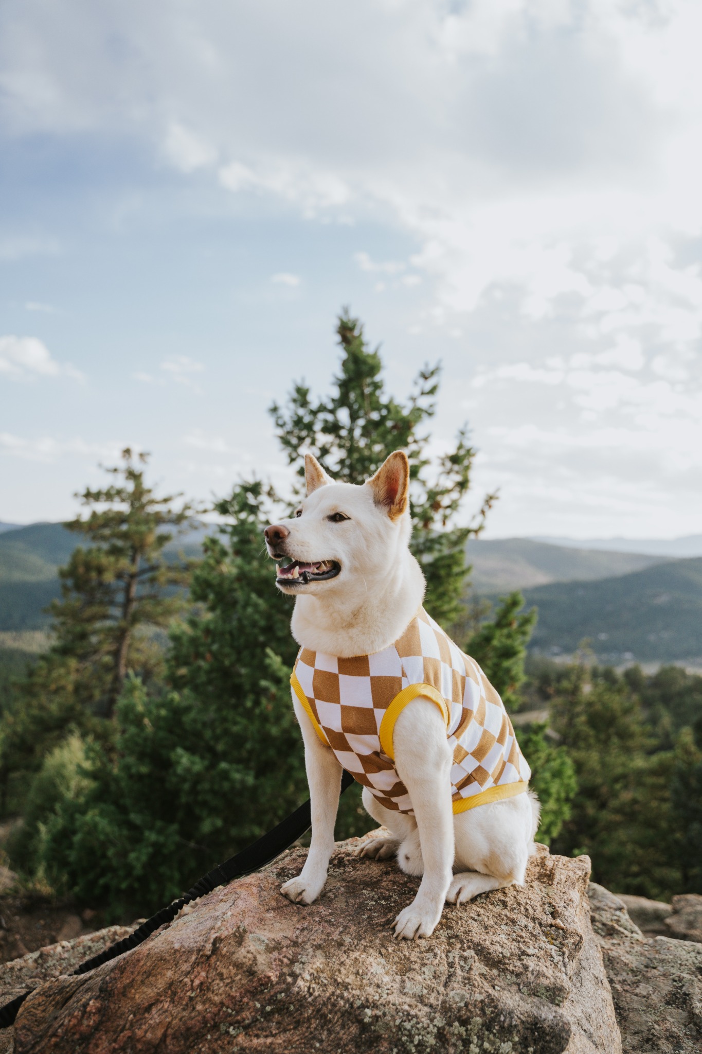 Sunbean.co Facebook ad: My dog will actually gladly wear this!
