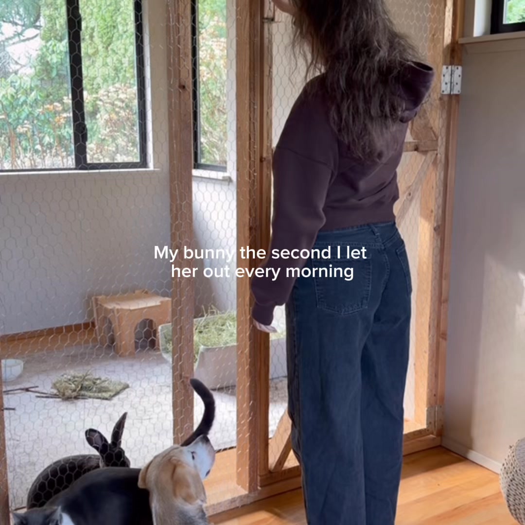 Chewy Facebook ad