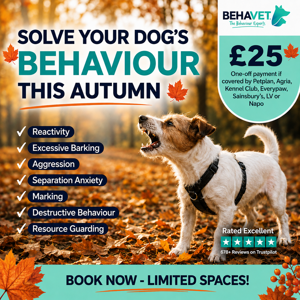 Behavet: The Pet Behaviour Experts Facebook ad