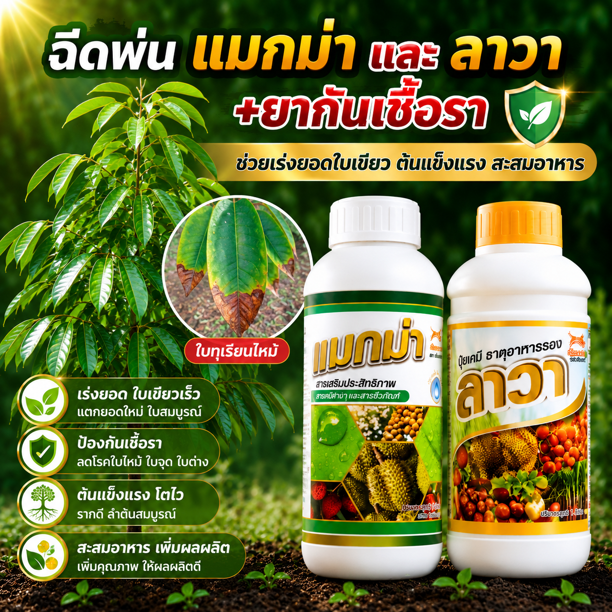 แมกม่าและปุ๋ยน้ำลาวา เพื่อเกษตร 095-442 8383 Facebook ad: ใบไหม้ ใบจุด ใบด่าง เป็นไหม?