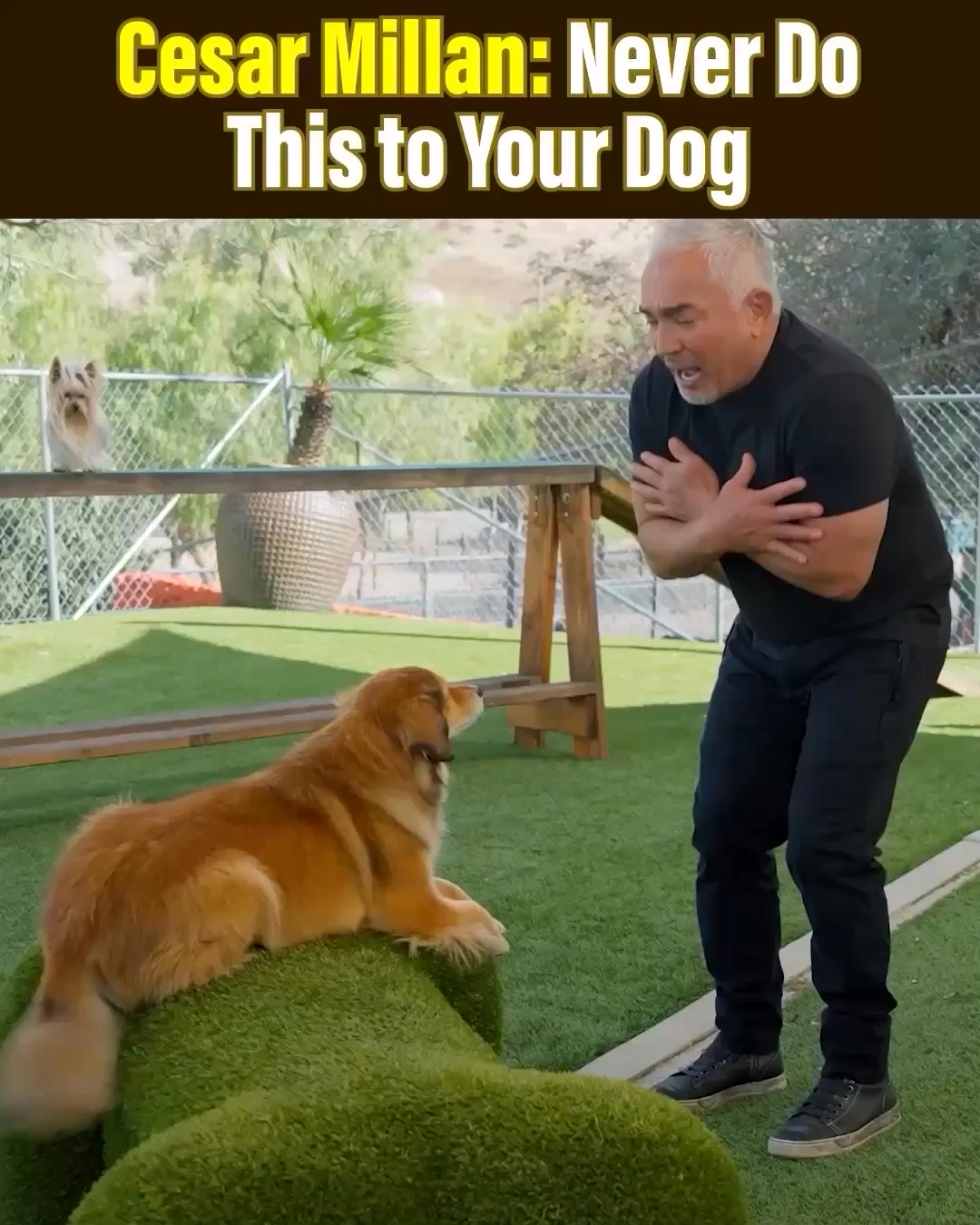Cesar Millan Facebook ad: Cesar Millan: So you wanna be a dog whisperer?