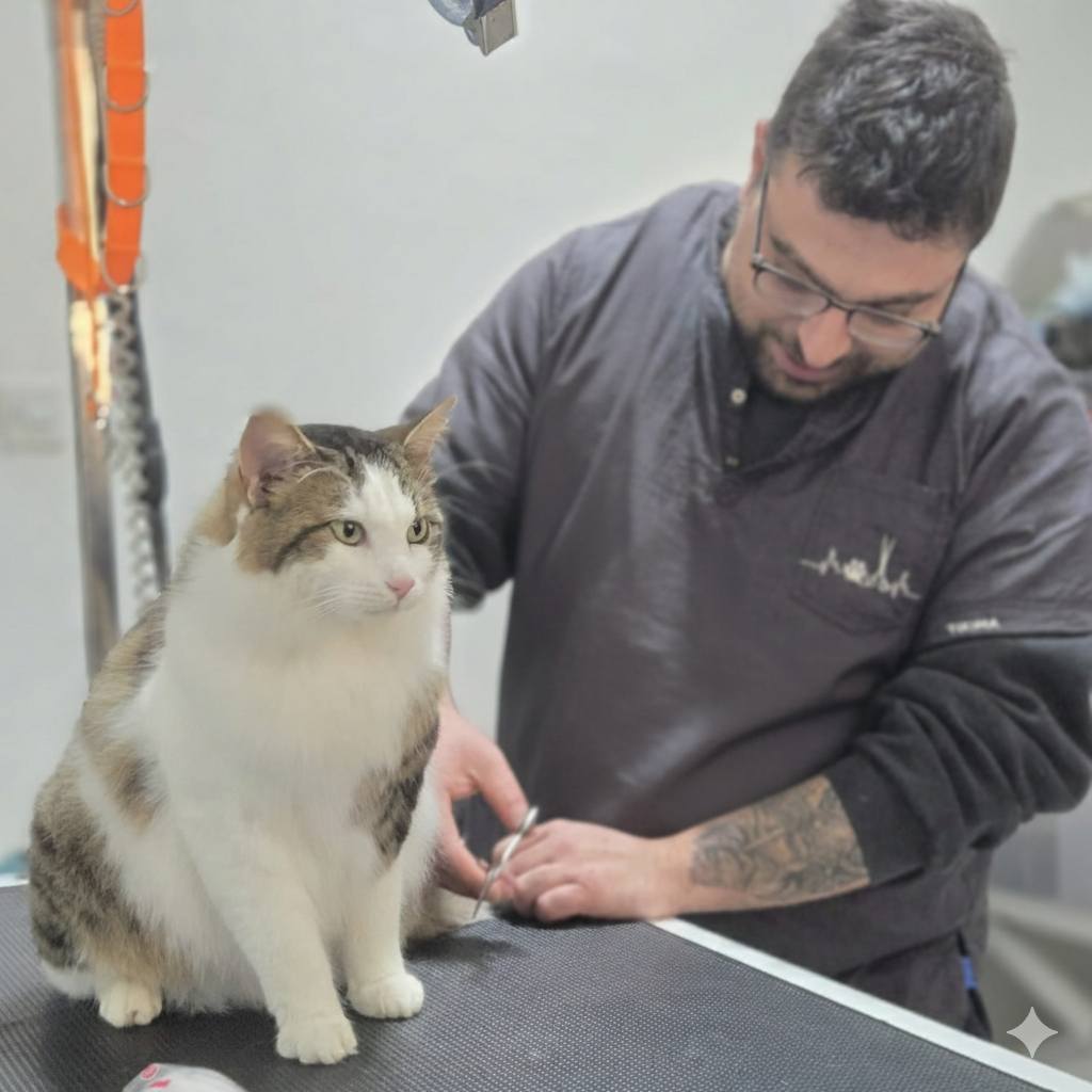 Shiny Paws Pet Grooming Facebook ad: This beautiful kitty came in for a gentle…