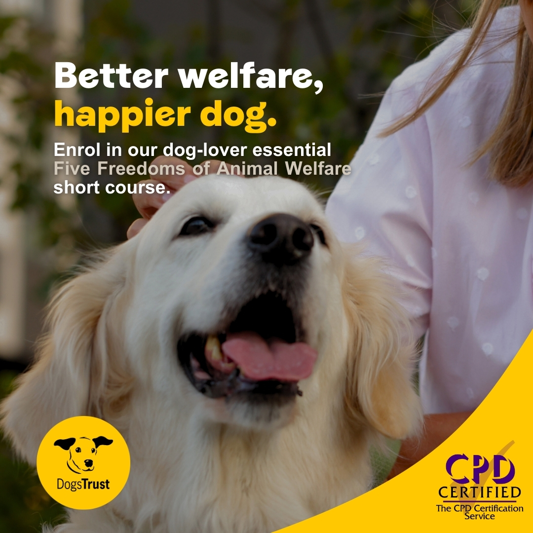 Dogs Trust Ireland Facebook ad: Sign up now and get €5 off >>