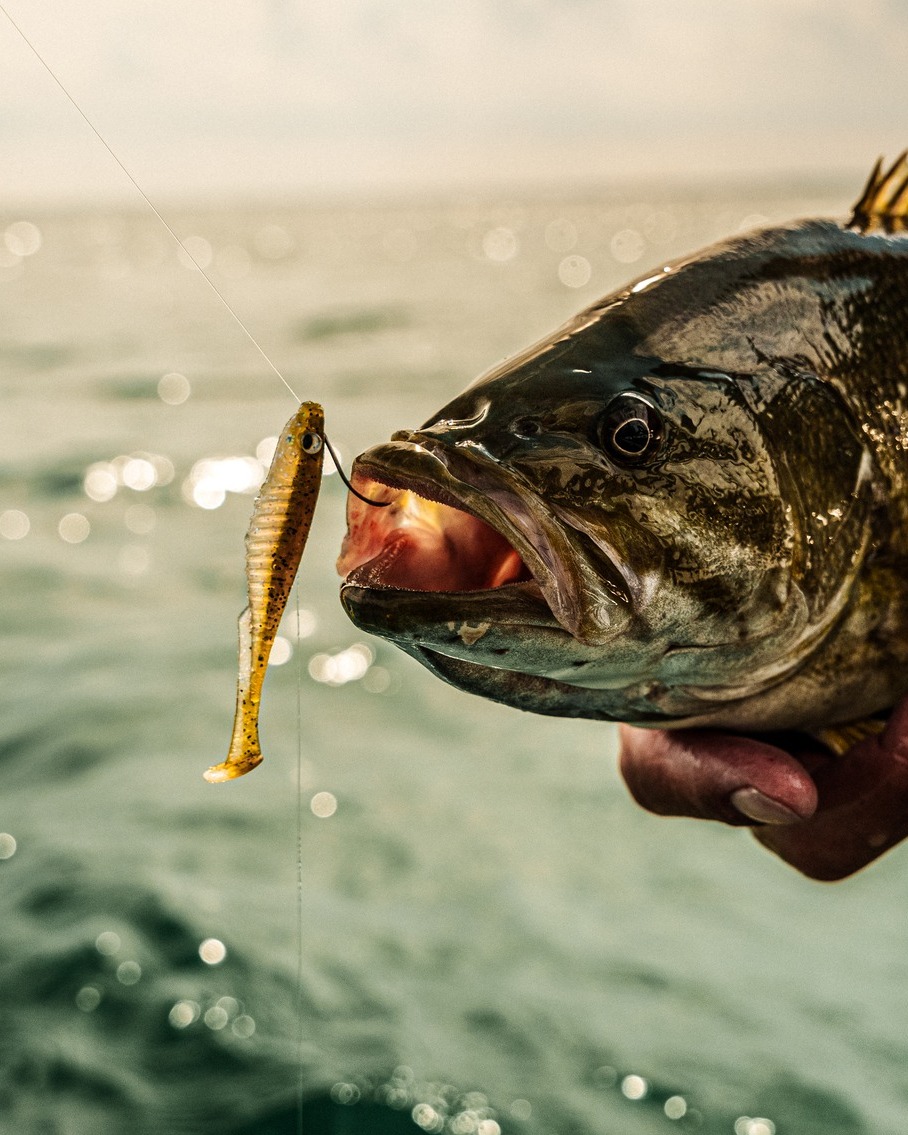 6th Sense Fishing Facebook ad: Family Owned, Tournament-Tested, Angler Approved