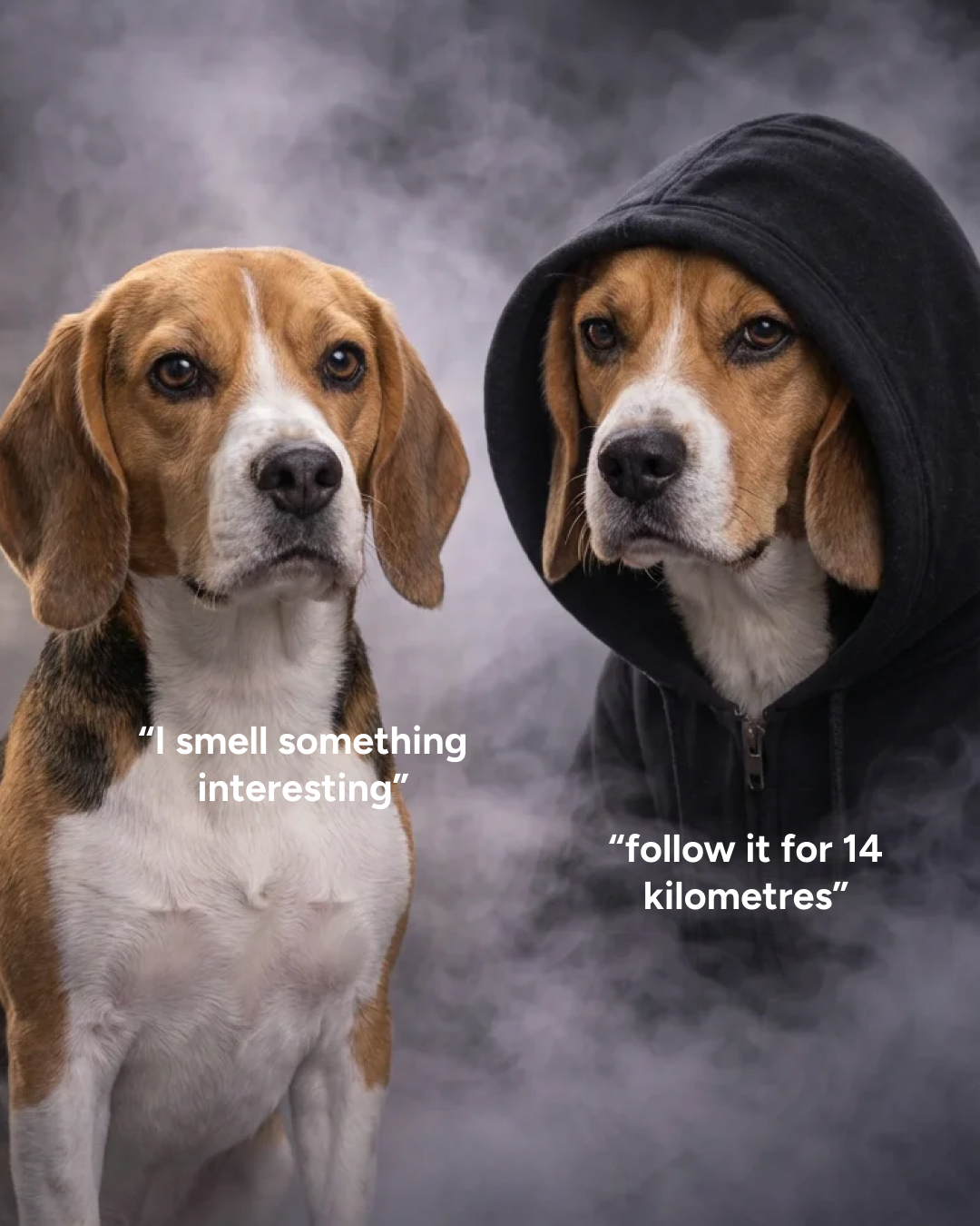 eDog Facebook ad: 10% OFF USE CODE: WELCOME