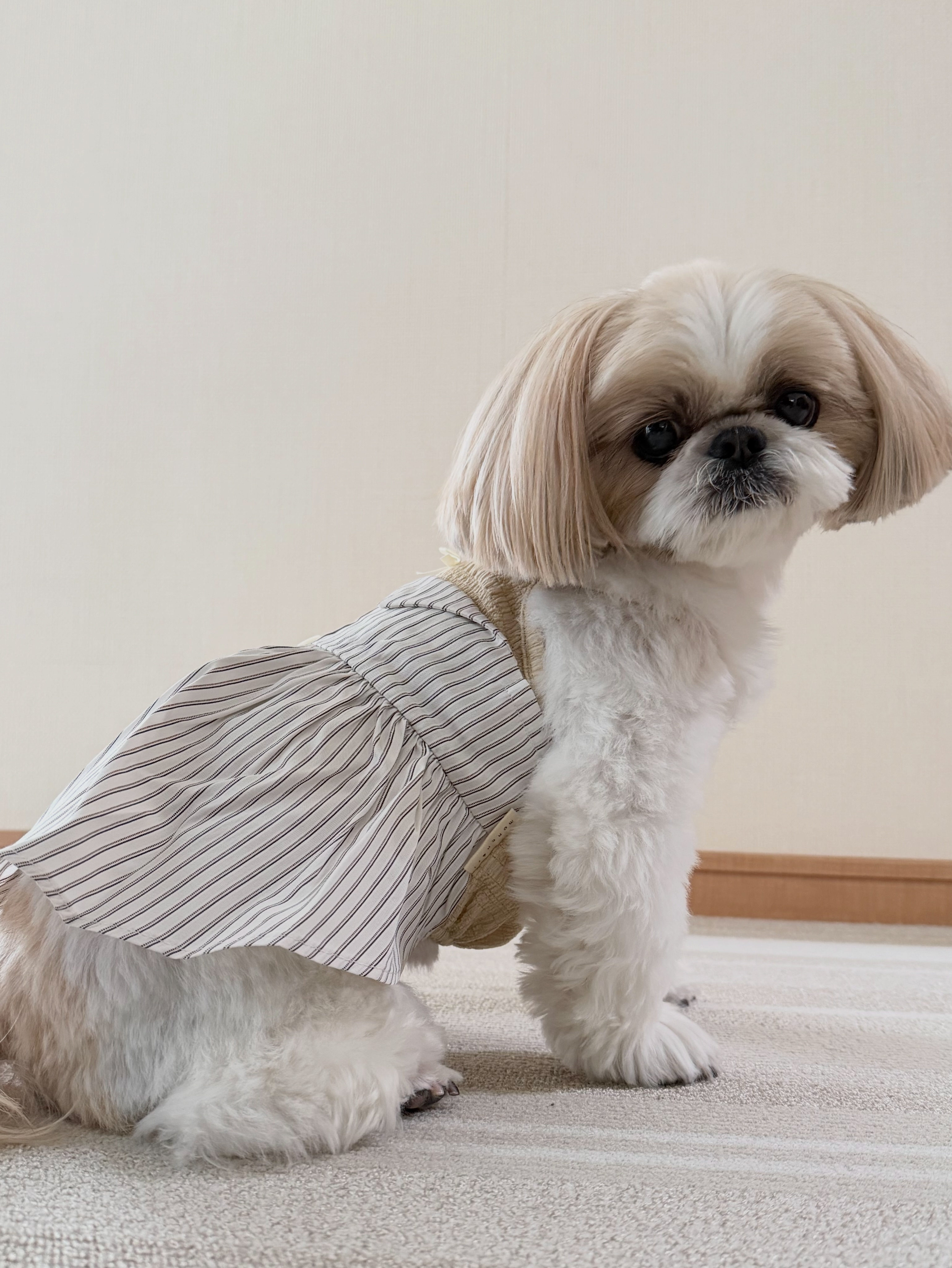 hana_shihtzu87 Facebook ad