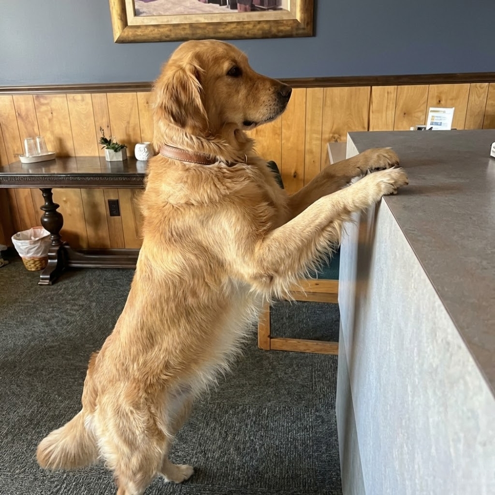 Pet Parent Confessions Facebook ad: Read if Your Dog Hates Nail Trims