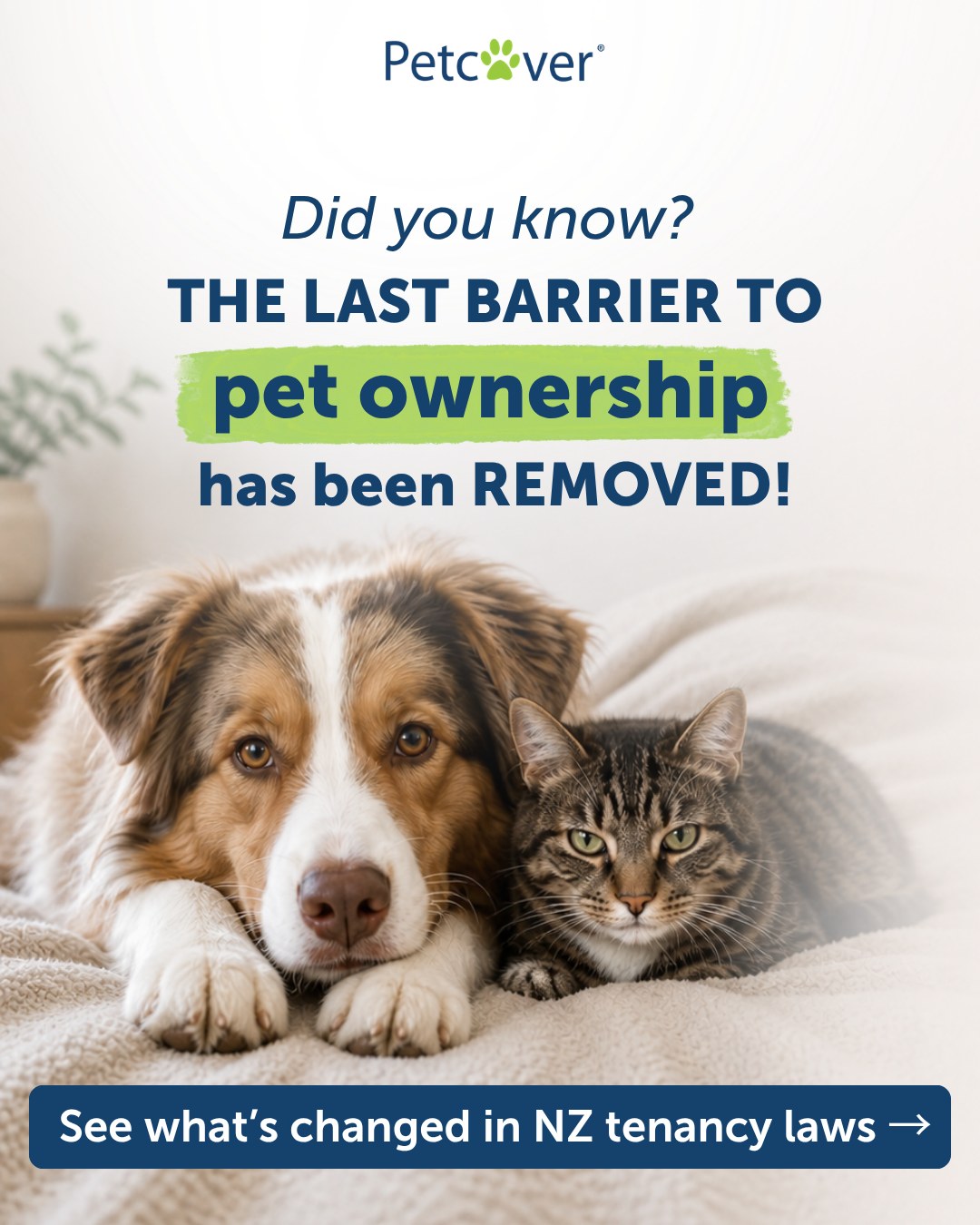 Petcover New Zealand Facebook ad