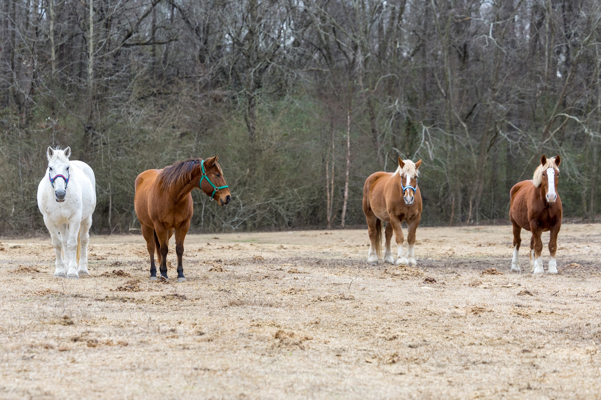 Still Breathing Equine Inc. Facebook ad: Still Breathing Equine provides equine-assisted support at…