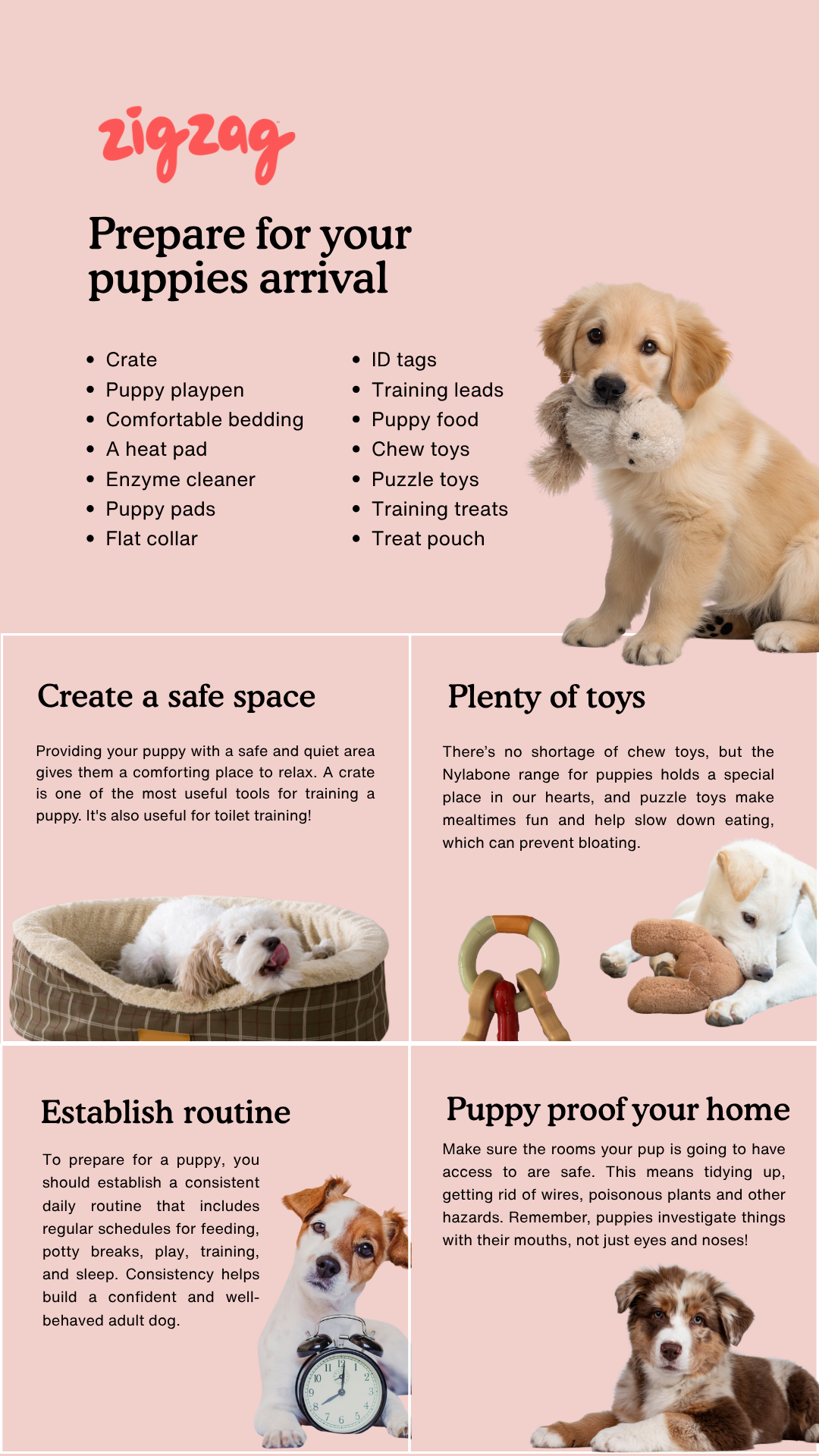 Zigzag Puppy Coach Facebook ad