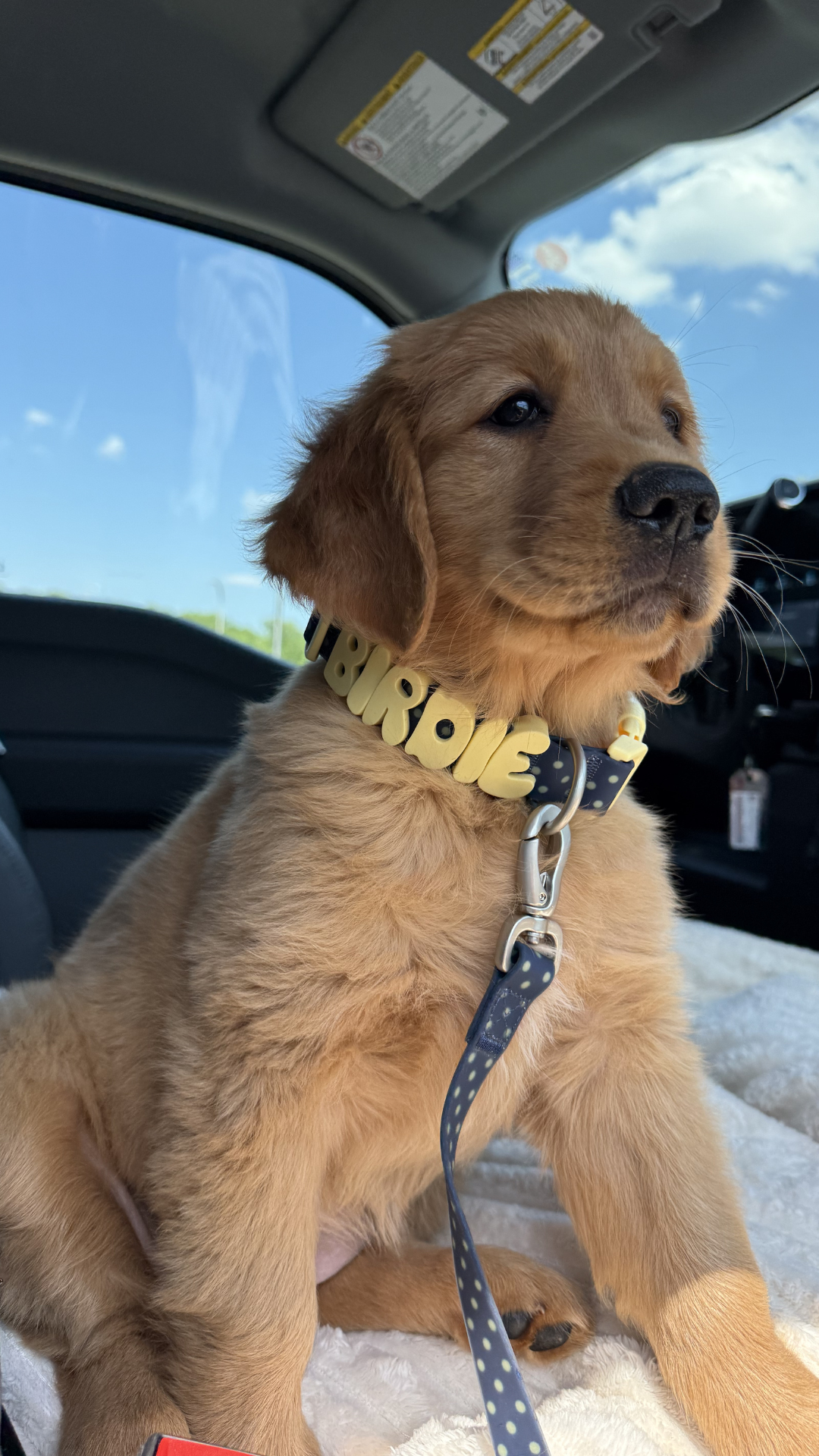 Springland Pets Facebook ad