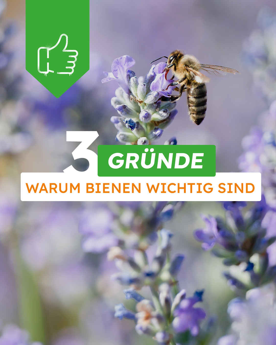 Globus Baumarkt Facebook ad