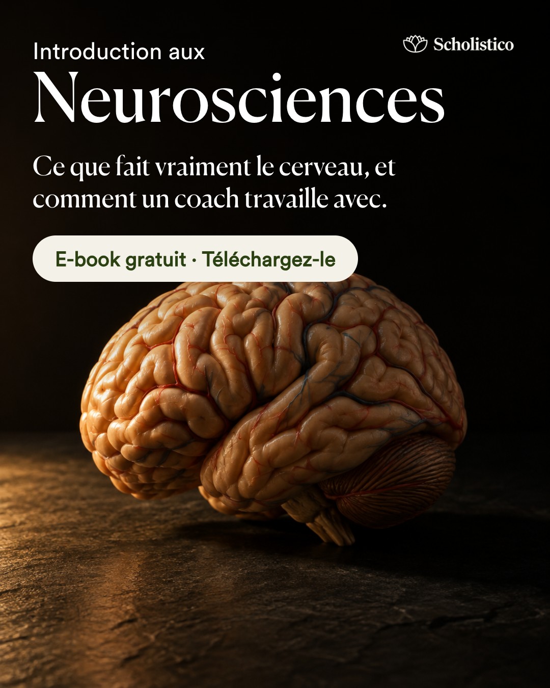 Scholistico en Français Facebook ad: Les neurosciences expliquées: e-book