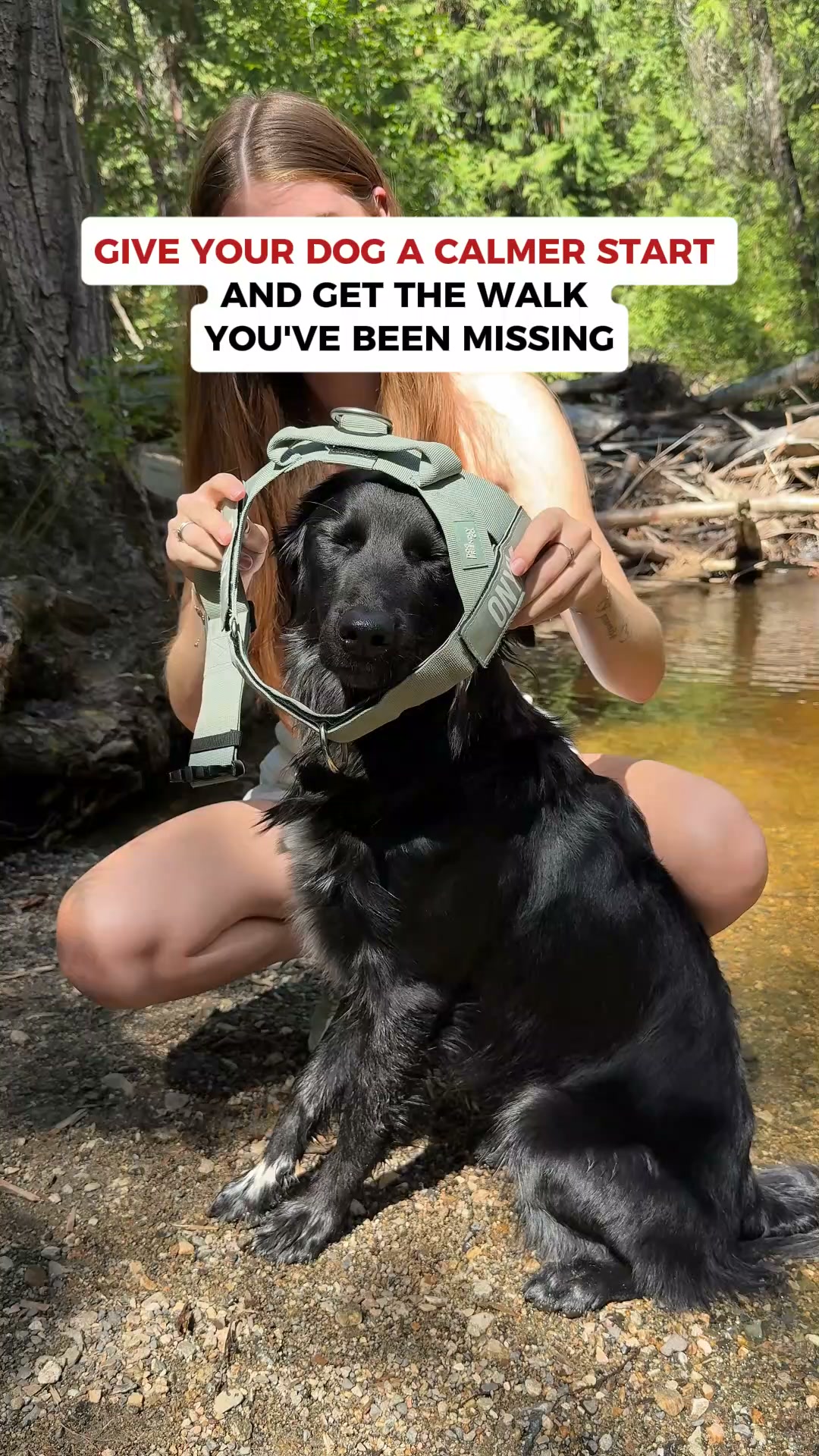 Dog Friendly Co. Facebook ad: Rated #1 By Dog Owners