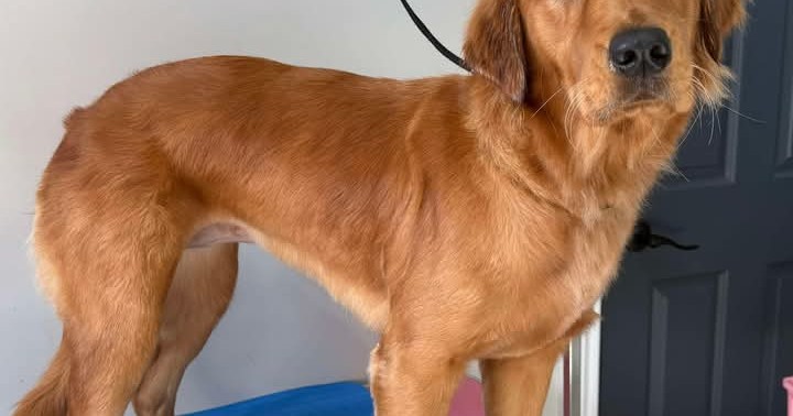 Bad To The Bone Dog Grooming Facebook ad: Dog grooming service right in the beautiful old…
