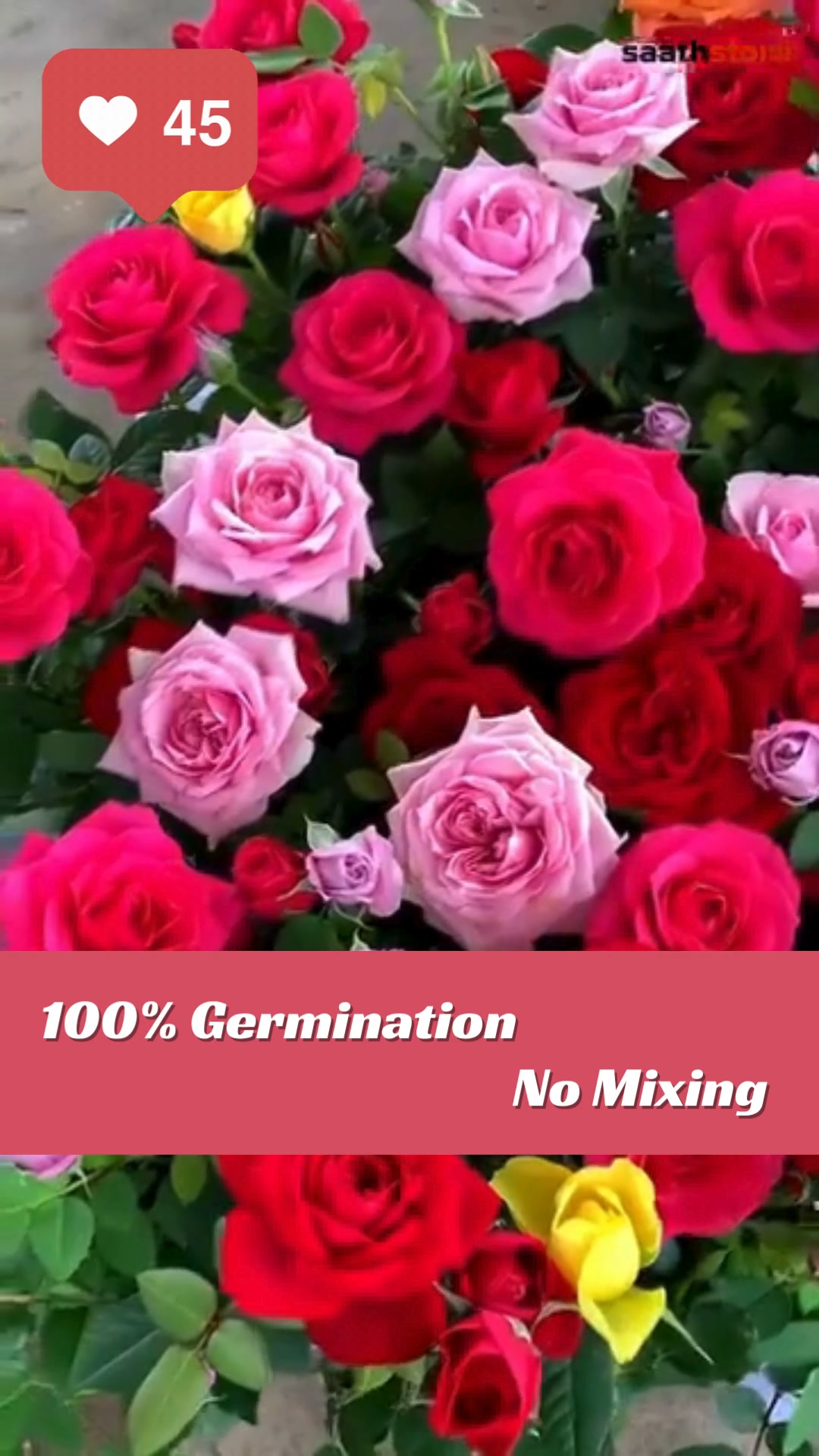 Bloom Valley Facebook ad: 100% Germination Elegant Climbing Rose Seeds!