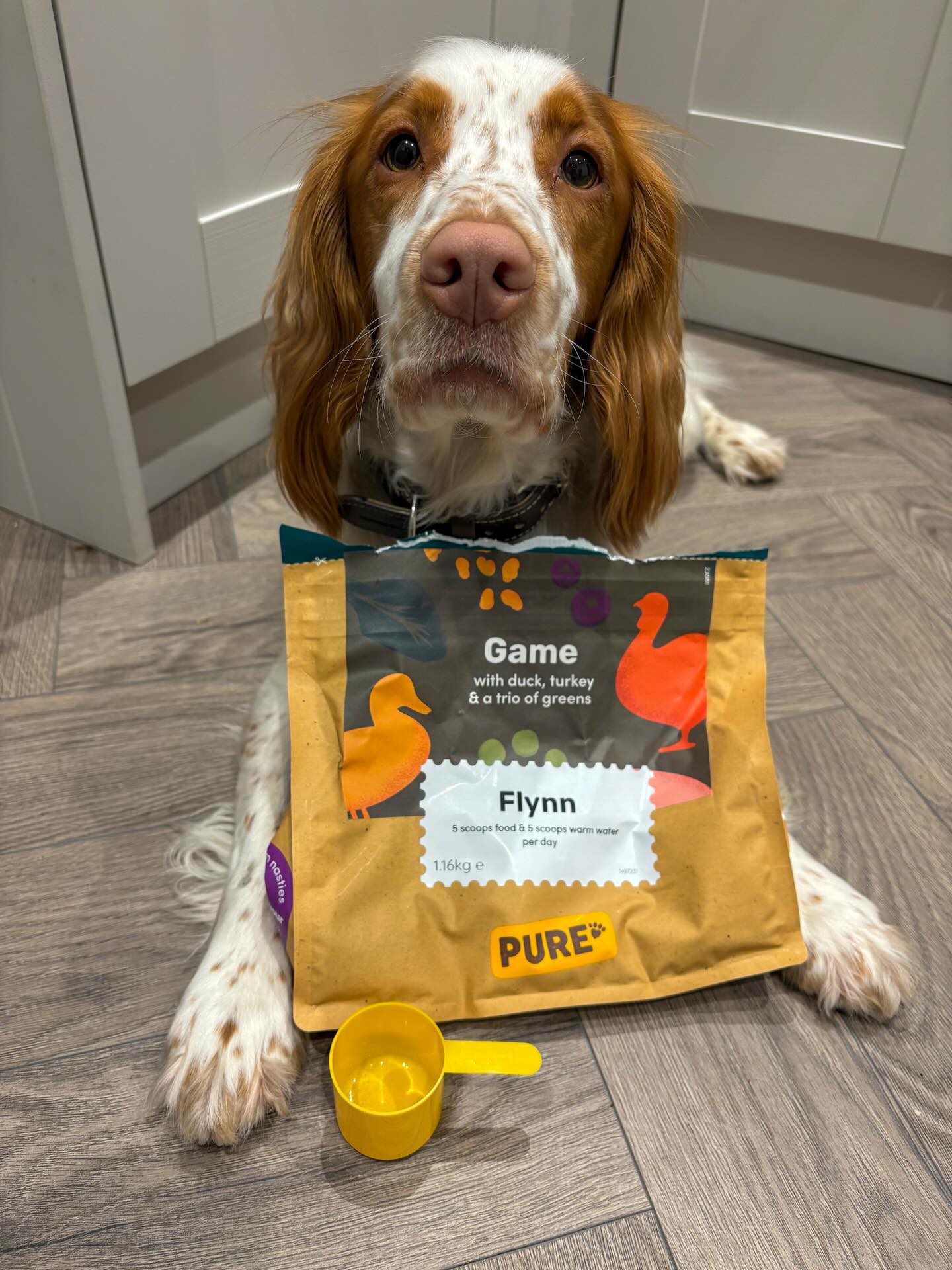 flynnthecockerspaniel_ Facebook ad