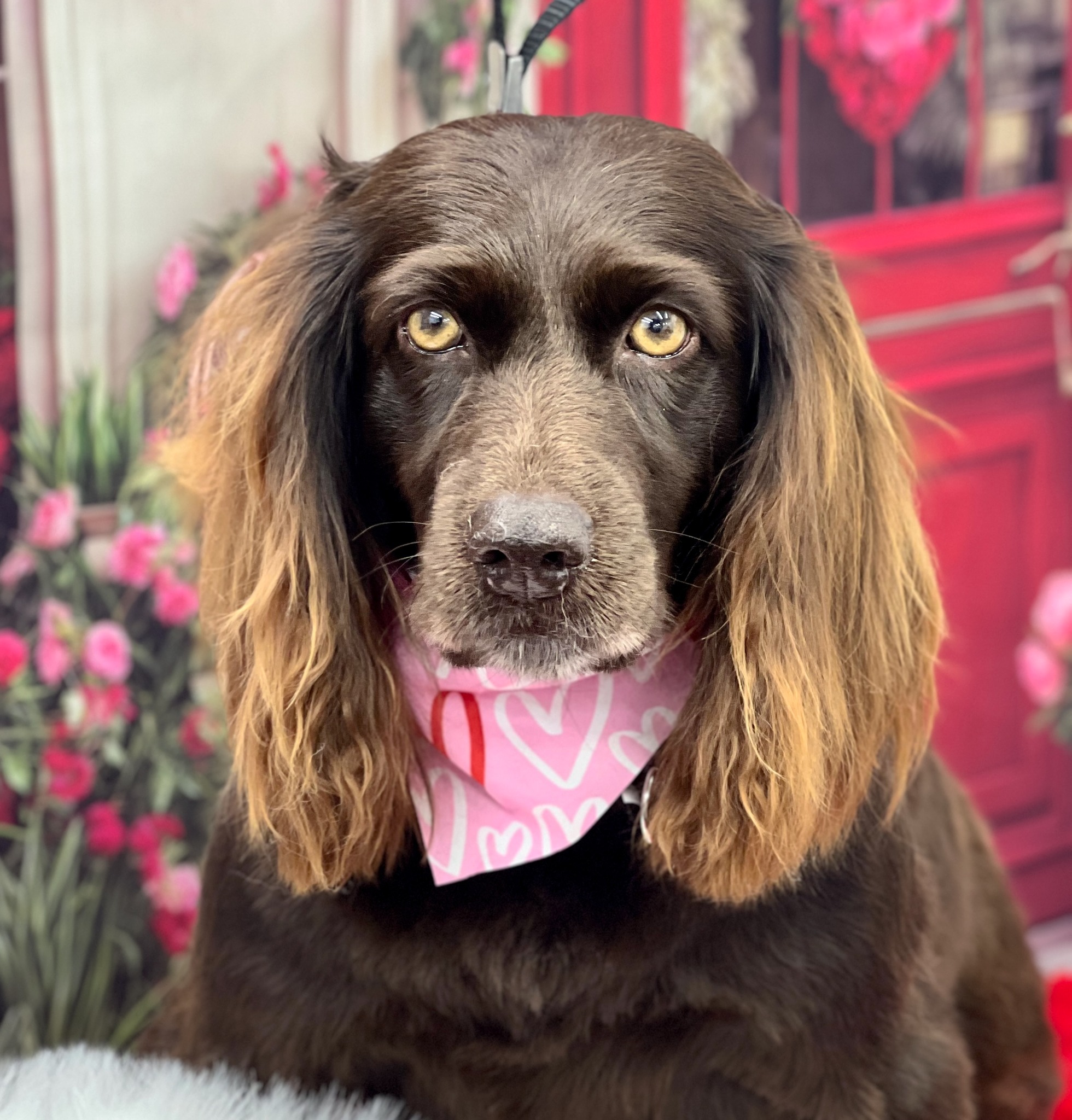 Diva Doggies Facebook ad