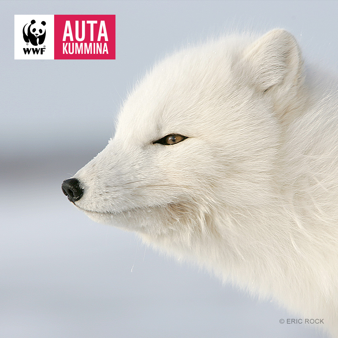 WWF Suomi Facebook ad: Auta naalia Lumi-kummina!