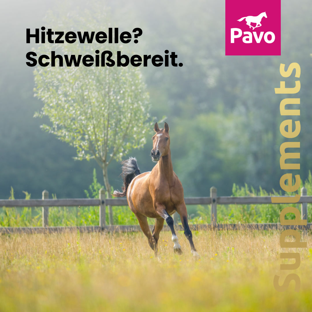 Pavo Horsefeed Germany Facebook ad: Koppelzeit trotz Hitze