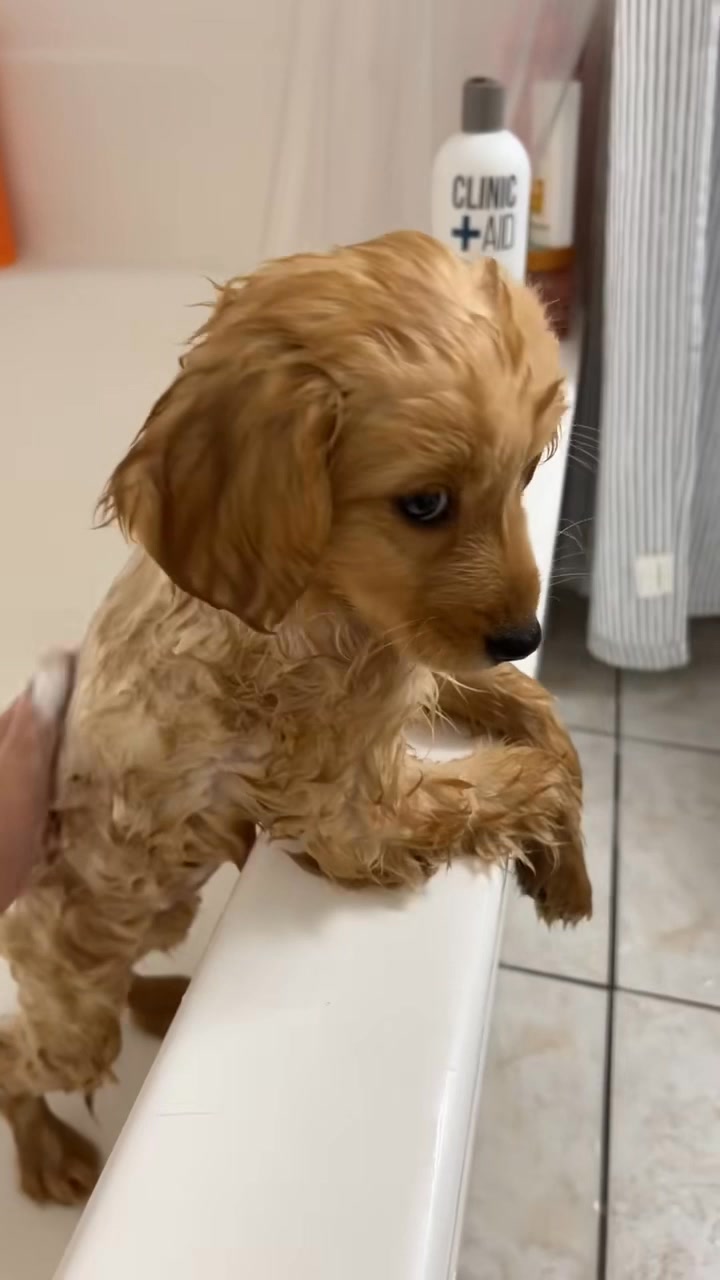 Novagold Facebook ad: Menos rasquiña, menos olor y más cuidado para tu peludo