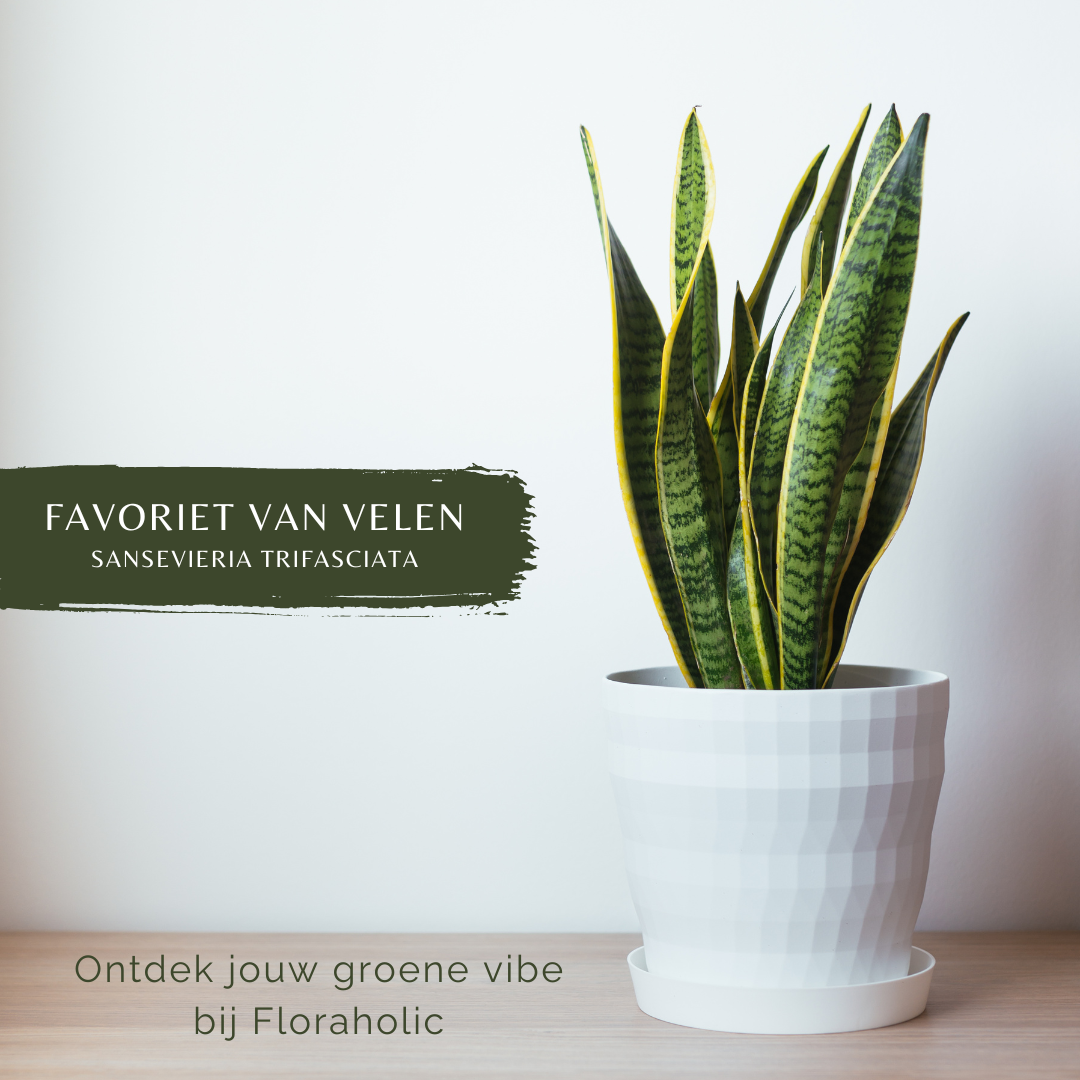 Floraholic Facebook ad: Bestel je favoriete kamerplant eenvoudig online
