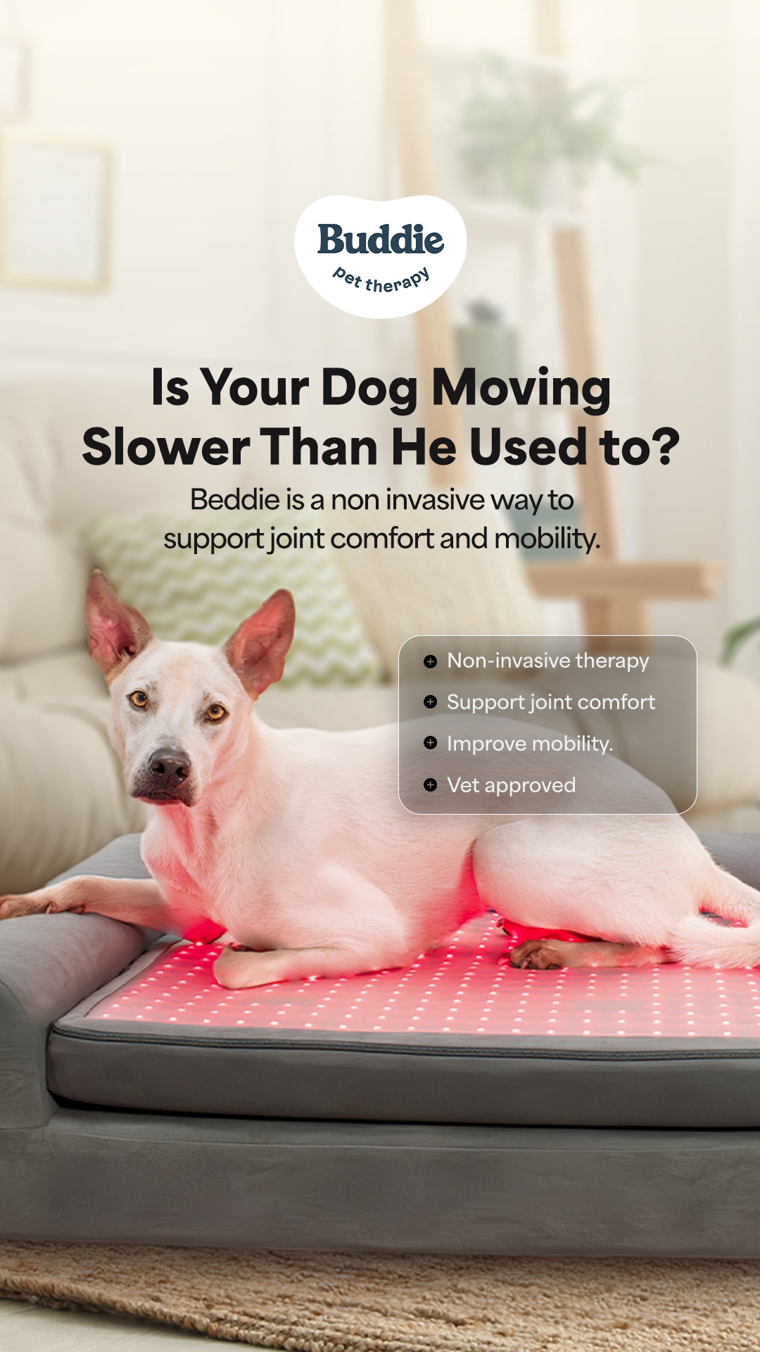 Buddie Pet Therapy Facebook ad