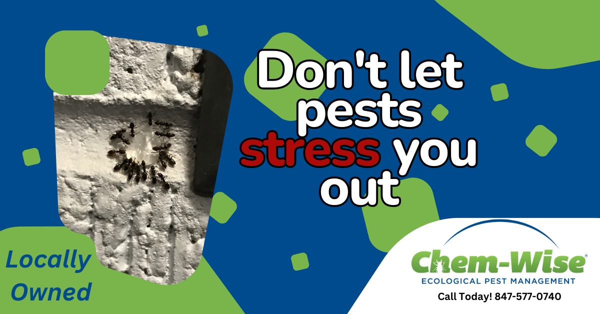 Chem-Wise Ecological Pest Management Facebook ad: Environmentally Friendly