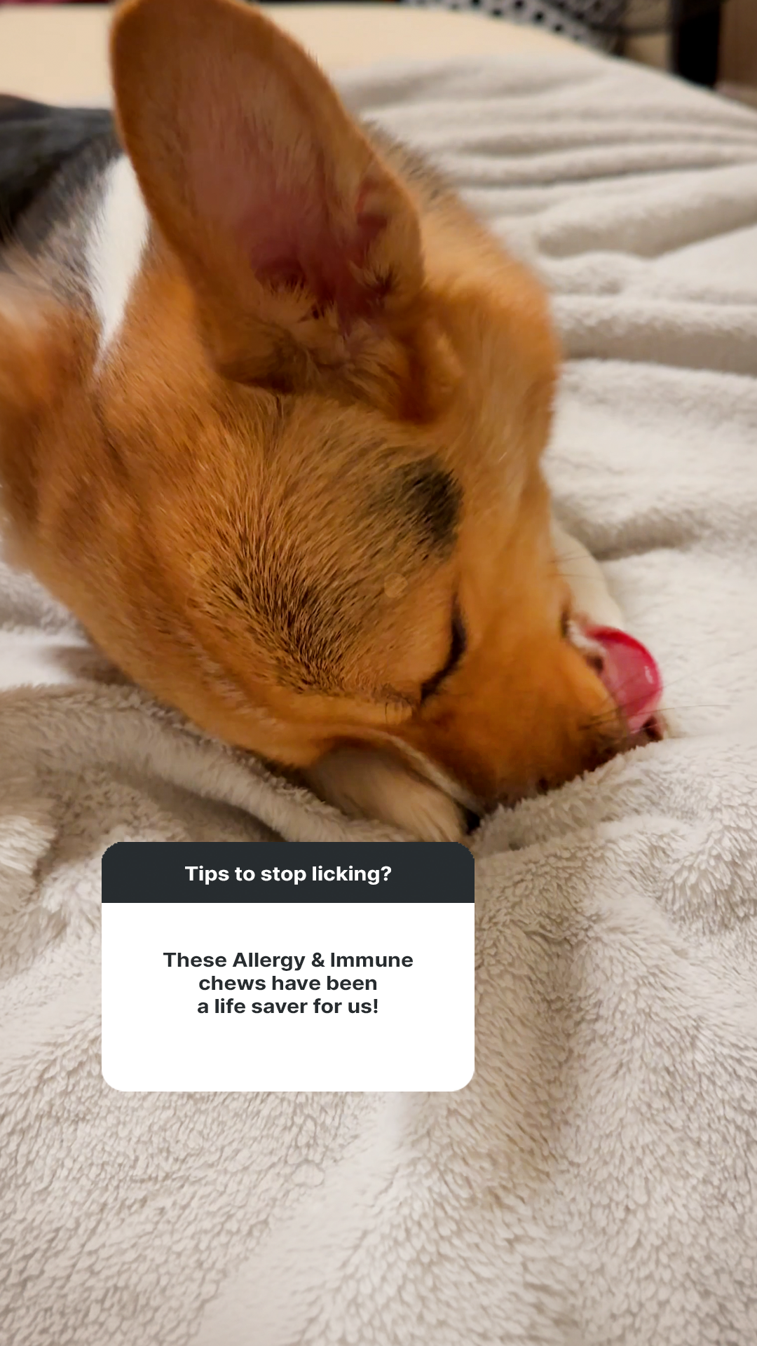 Laszlo The Corgi Facebook ad