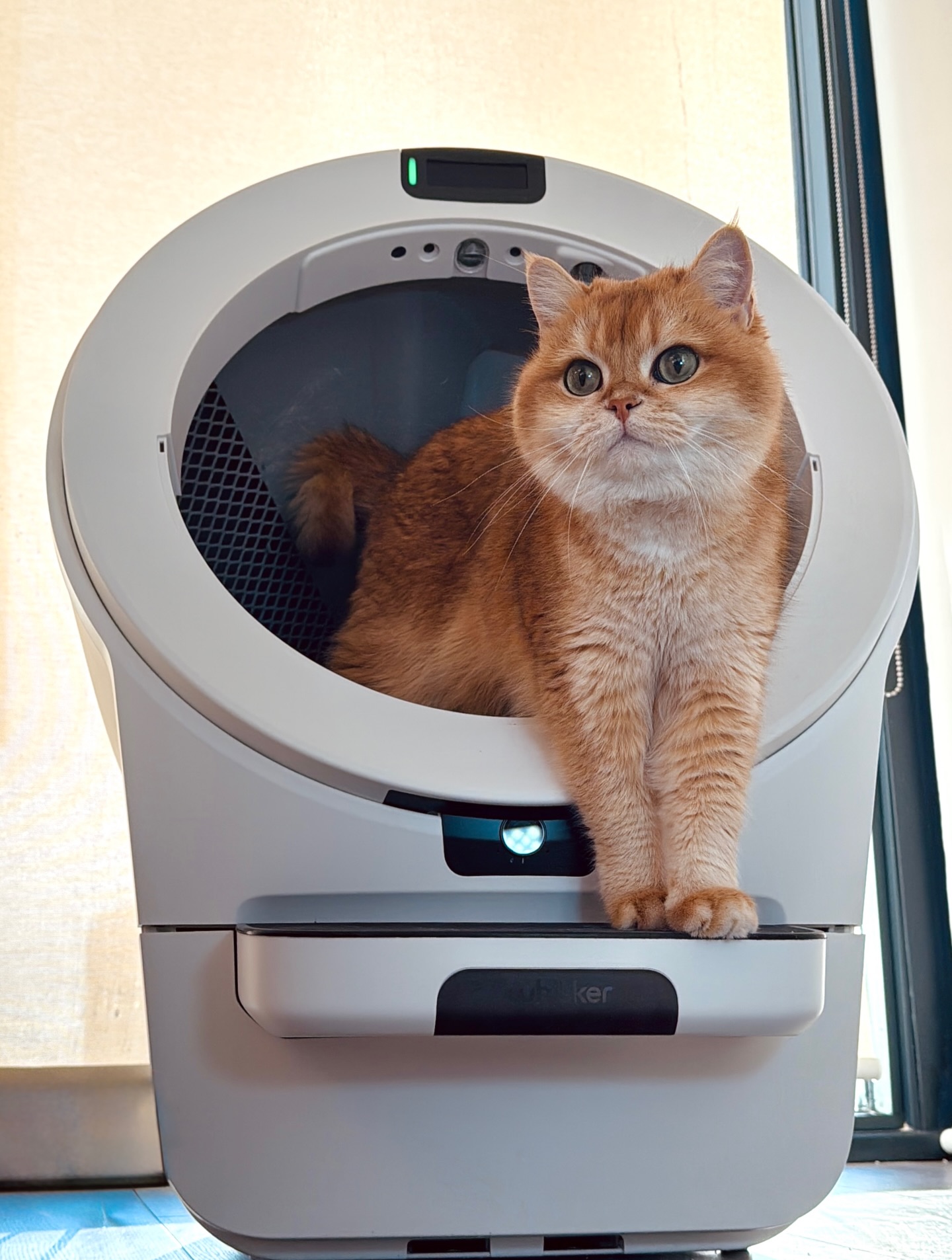 Ernie - The British Shorthair Facebook ad: Ringing in the new year with new Litter-Robot…