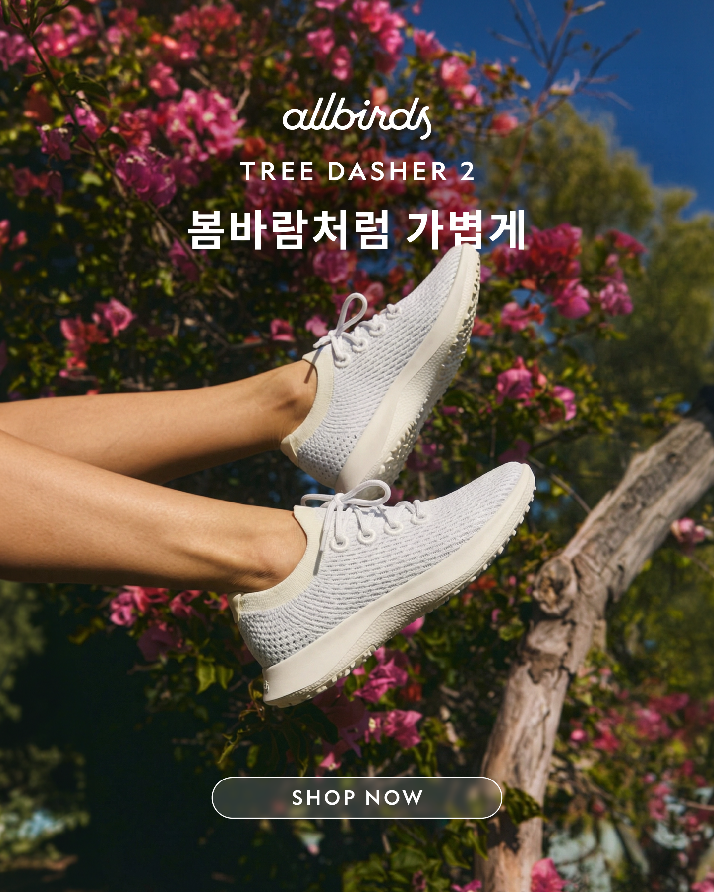 올버즈 Allbirds KR Facebook ad