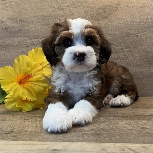 Petland St Louis Facebook ad: Petland Lake St. Louis & Fenton, MO - Buy Puppies, Pets &…