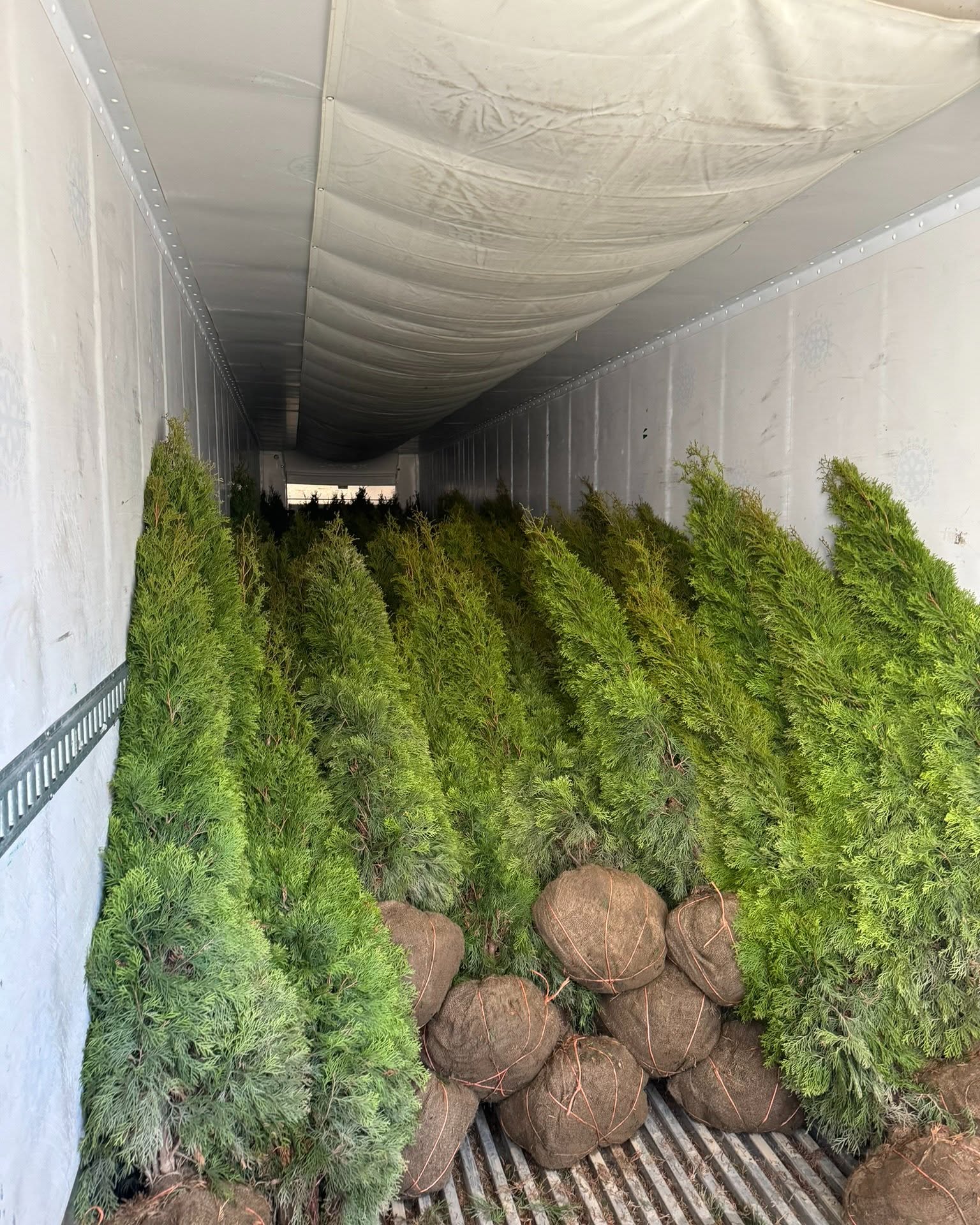 Arthur Miekina Facebook ad: Spring 2026 Arborvitae Sale, Bulk Pricing Available