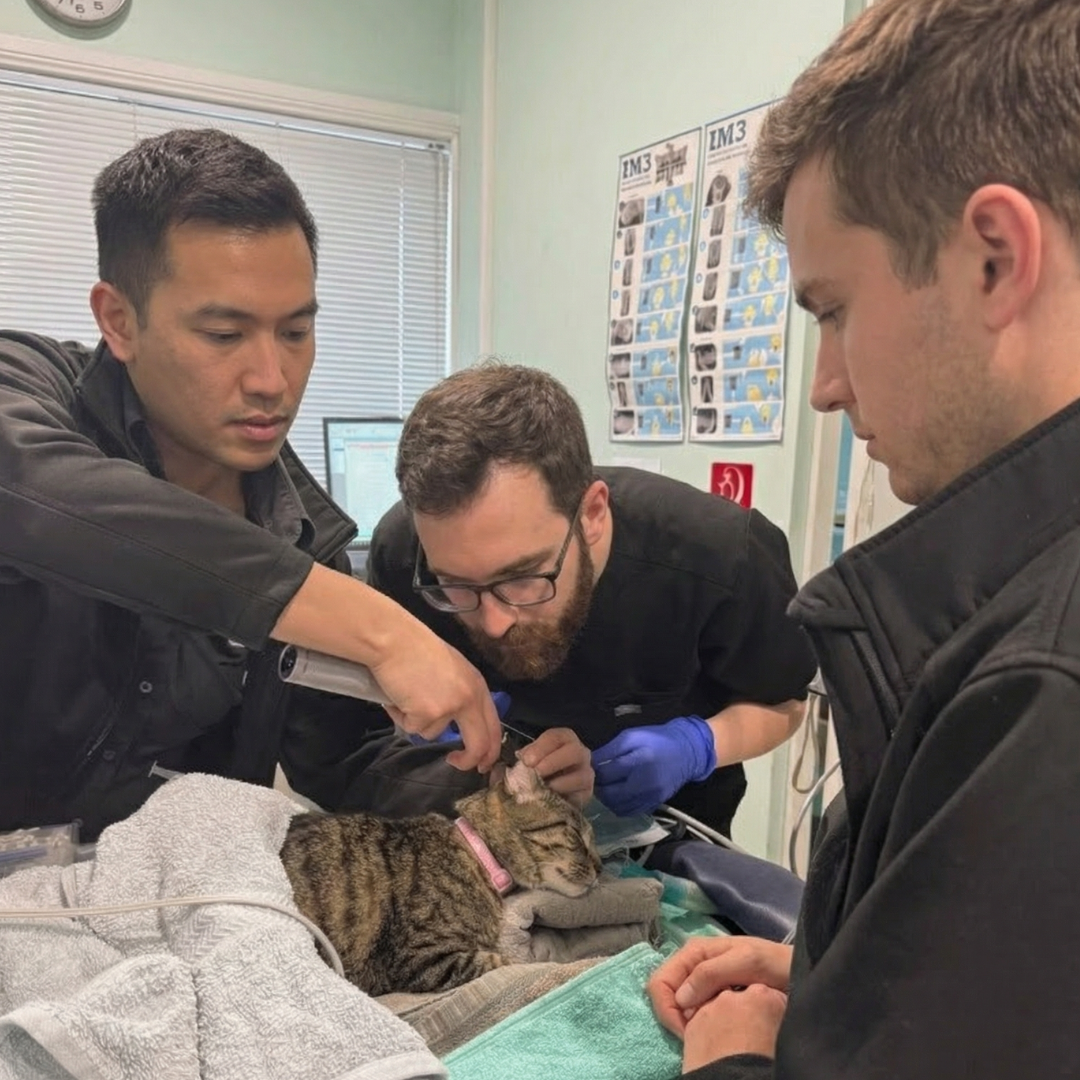 Animal Care Veterinary Clinic Facebook ad