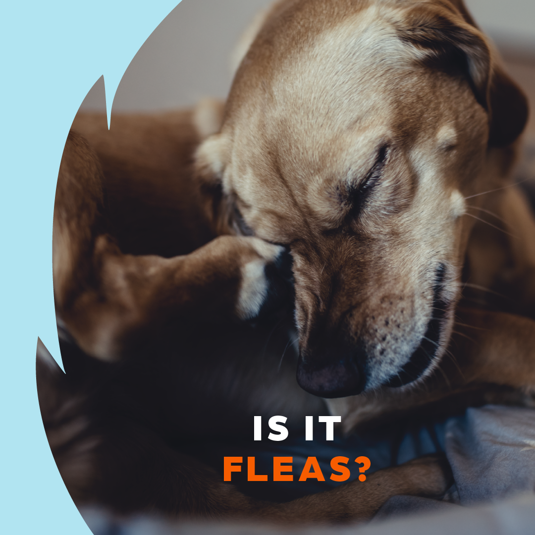 Zoetis Pets Facebook ad: Itchy skin can have many causes.