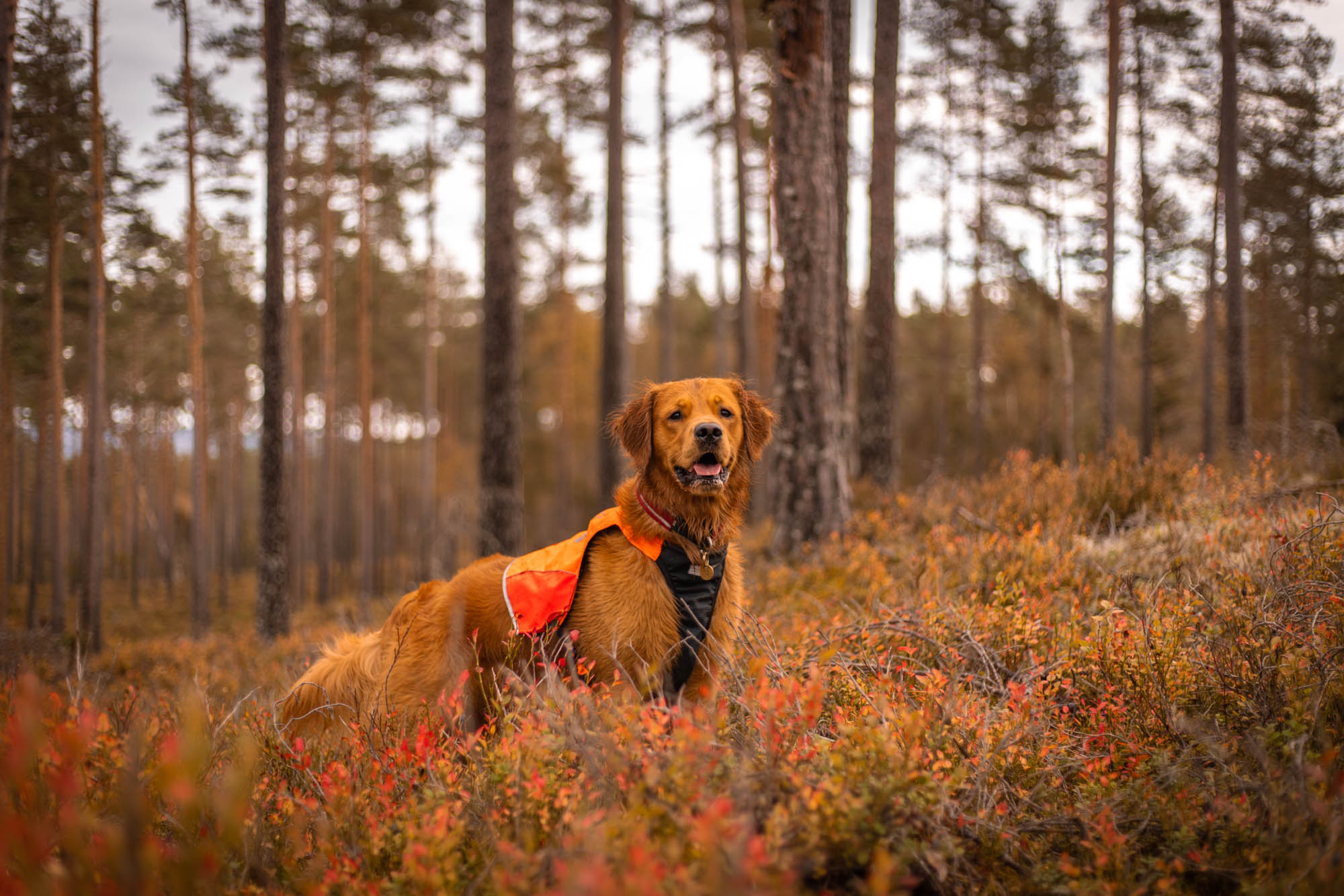 MinBesteVenn AS Facebook ad: Non-Stop Dogwear hundeutstyr